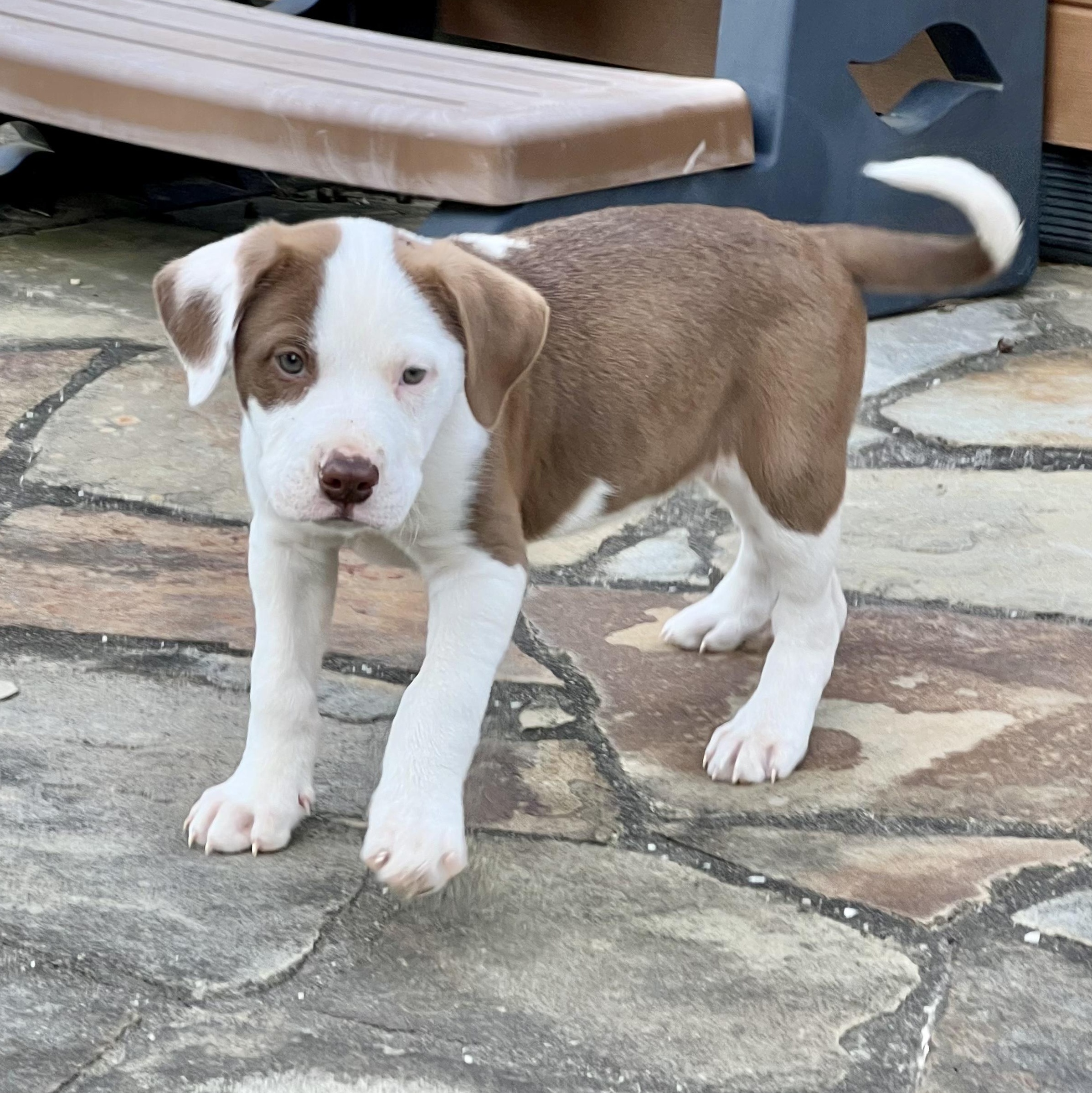 Jenny, an adopted Pit Bull Terrier in Concord, NH image 4/6