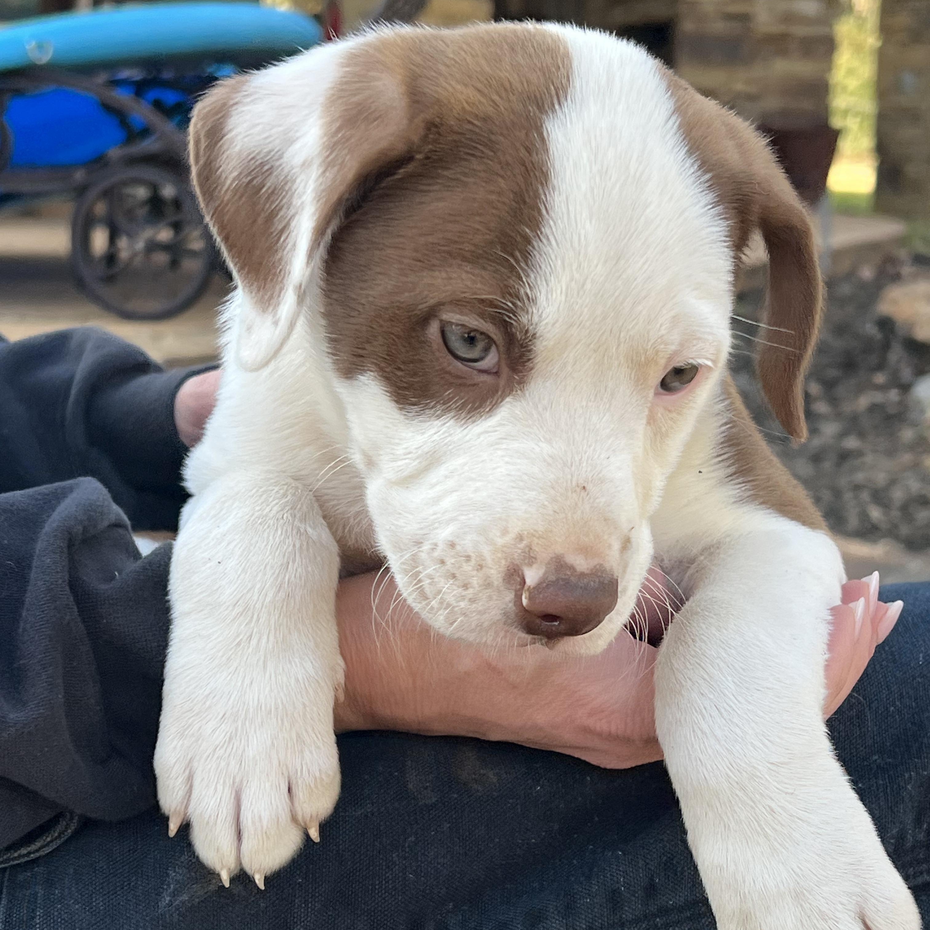 Jenny, an adopted Pit Bull Terrier in Concord, NH image 5/6