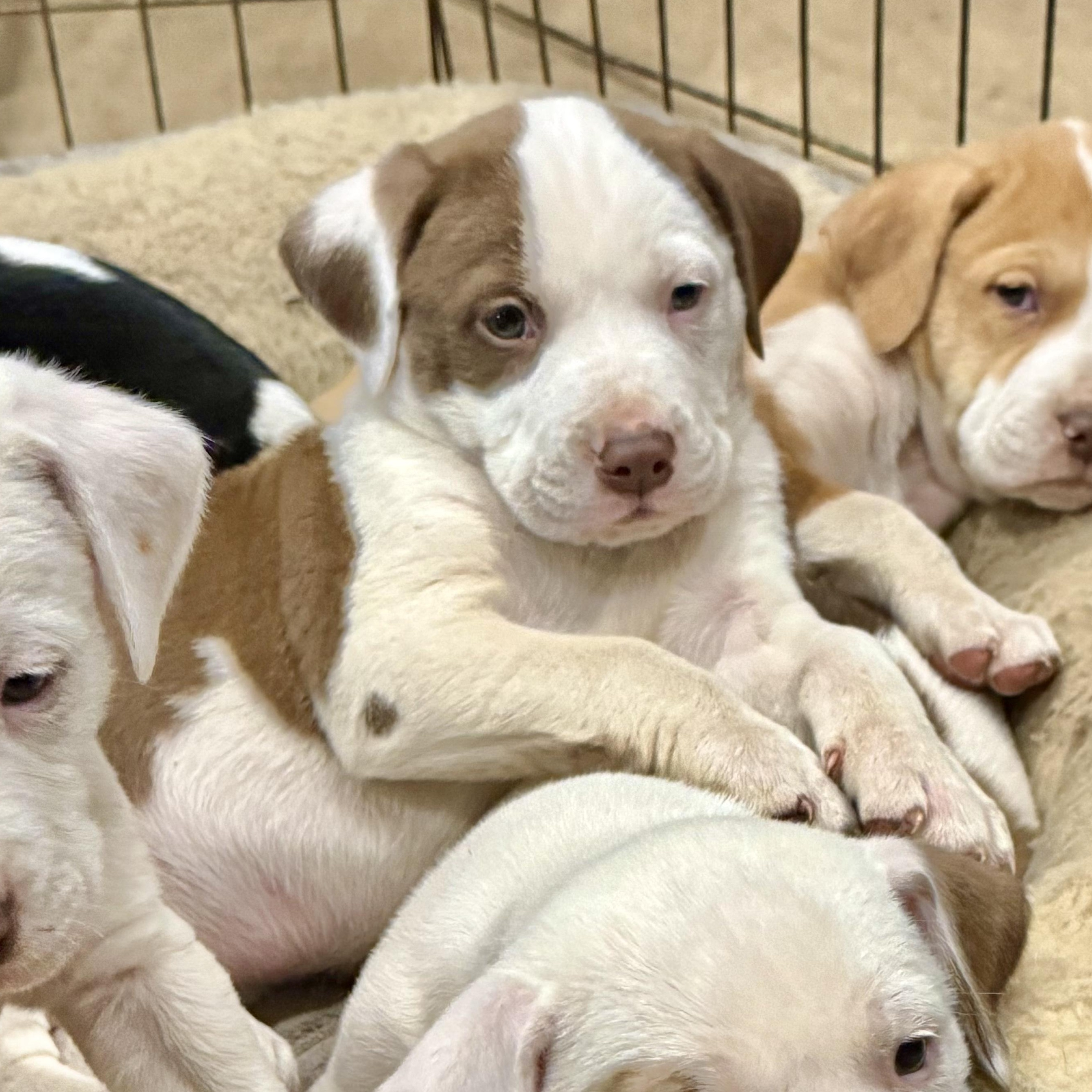 Jenny, adopted, Puppy Female Pit Bull Terrier.