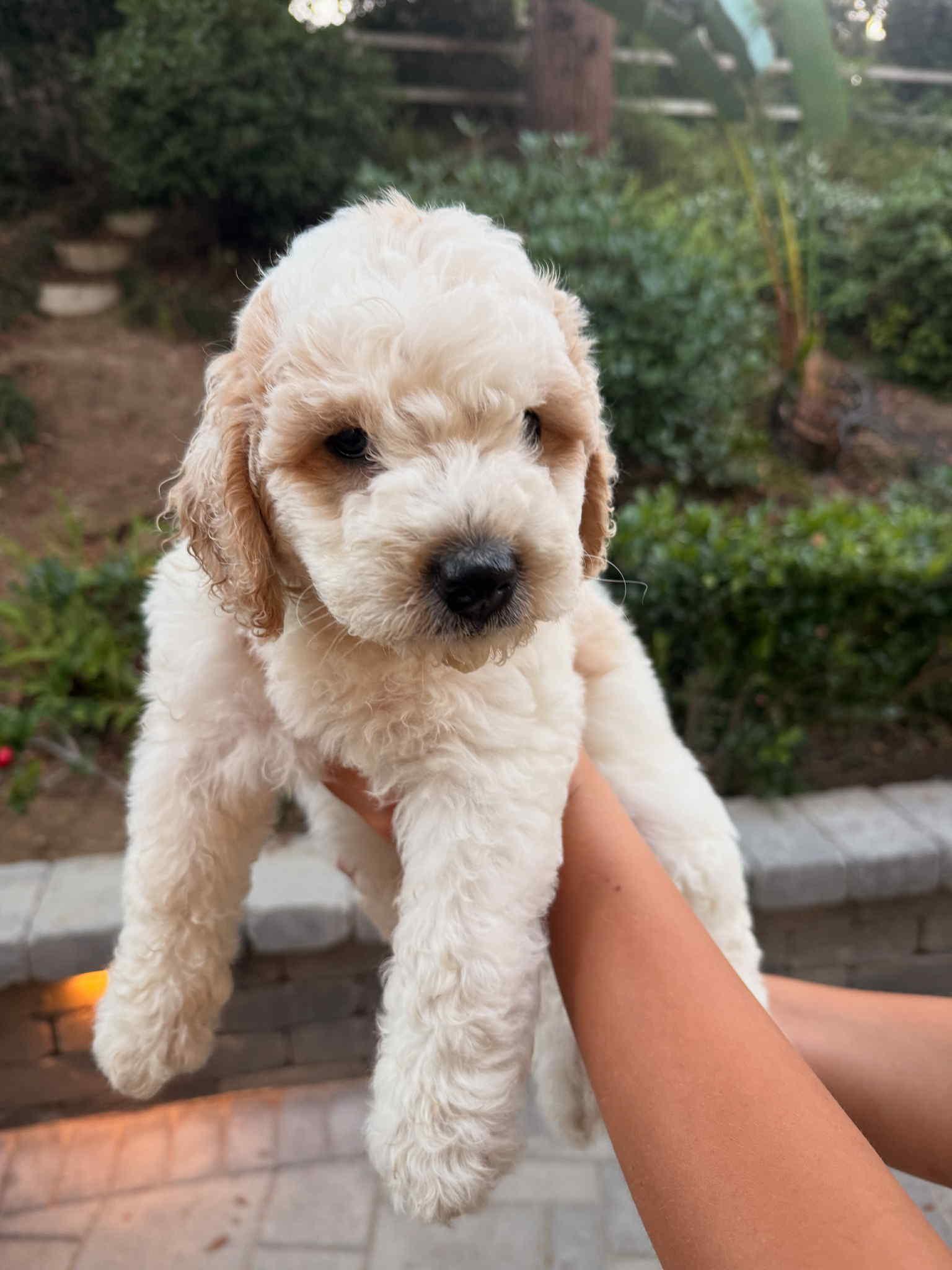 Chloe, an adoptable Aussiedoodle in Arcadia, CA, 91066 | Photo Image 1