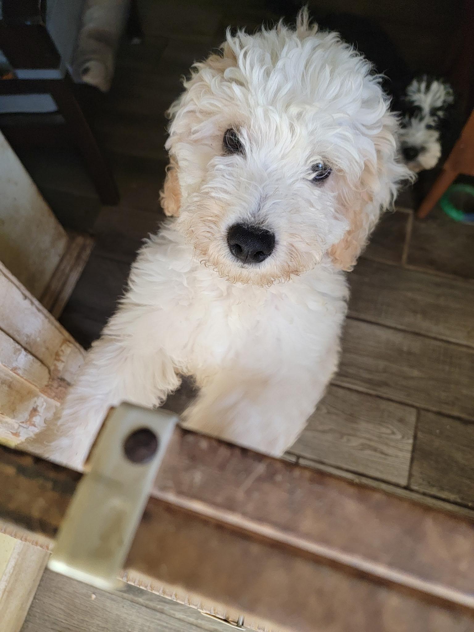 Chloe, Adopted, Puppy Female Aussiedoodle.