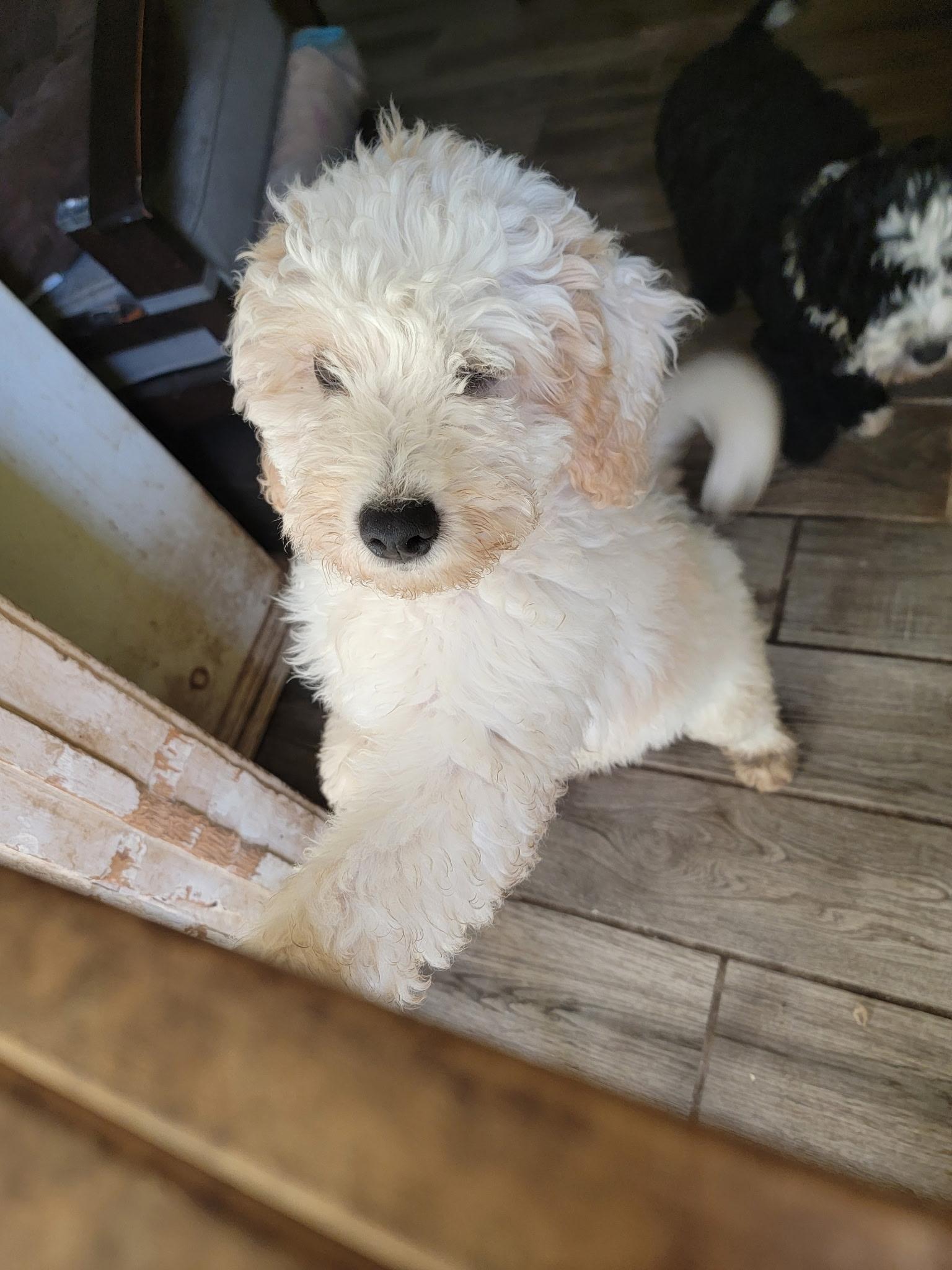 Chloe, Adopted, Puppy Female Aussiedoodle.