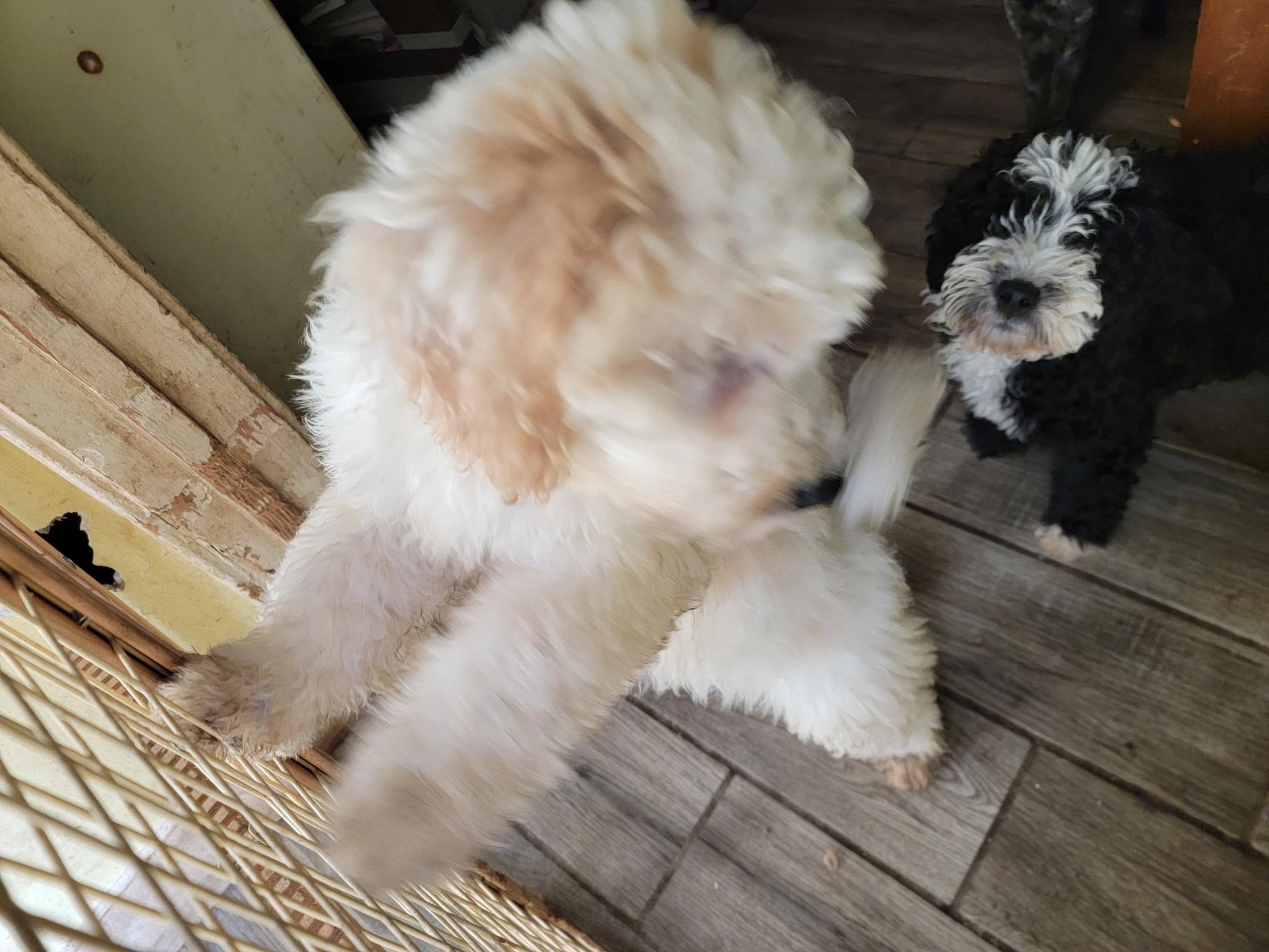 Enlarge Chloe, a Adopted mixed breed in Arcadia, CA image 3/4