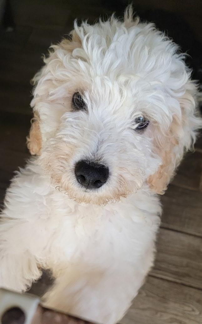 Enlarge Chloe, a Adopted mixed breed in Arcadia, CA image 4/4