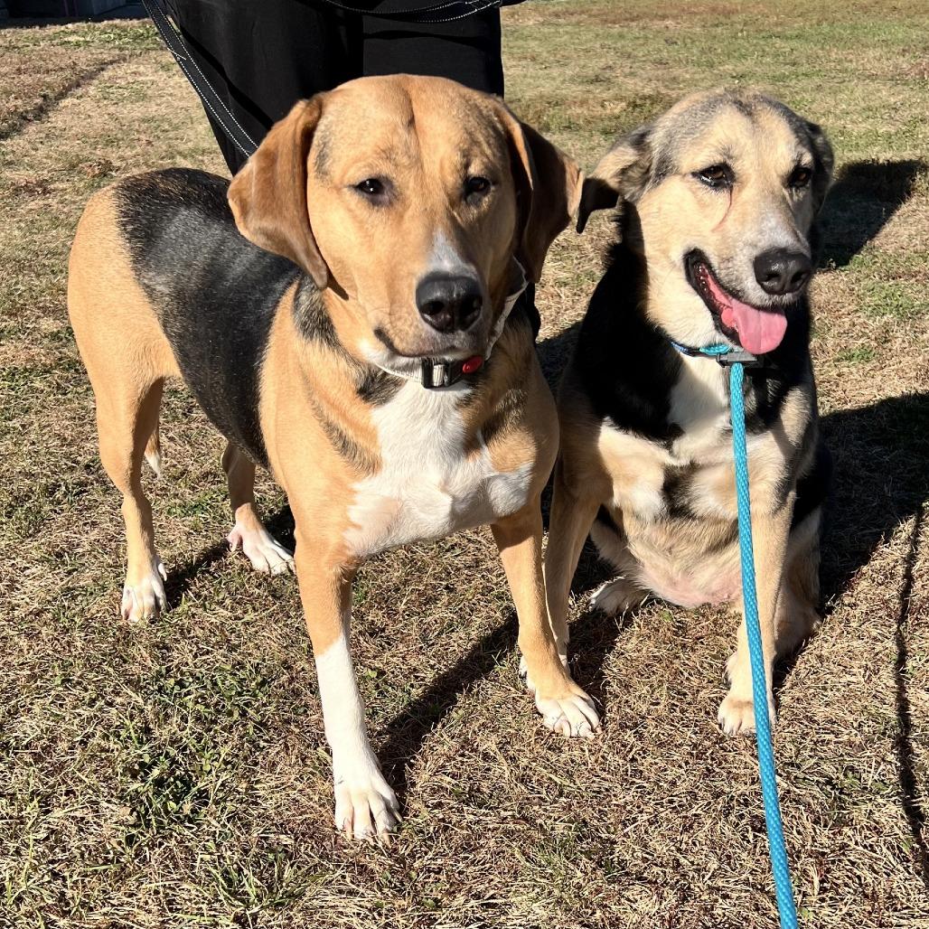 Enlarge Houdini, a Adoptable mixed breed in Norfolk, NE image 1/5