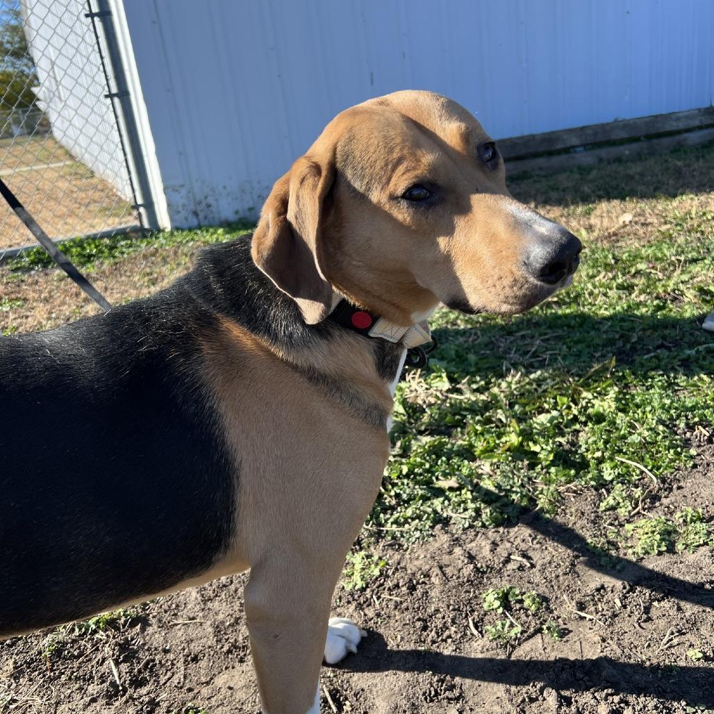 Enlarge Houdini, a Adoptable mixed breed in Norfolk, NE image 3/5