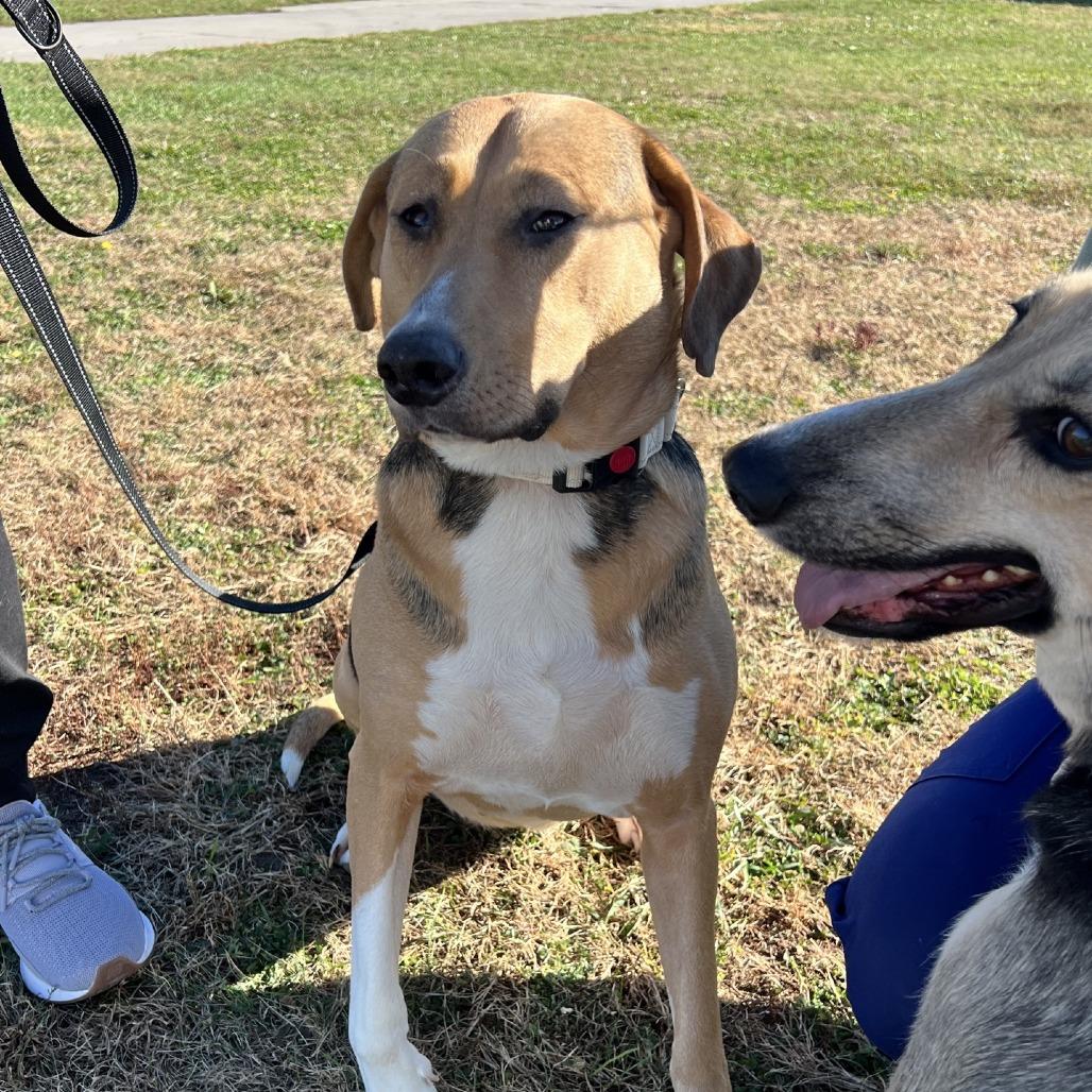 Enlarge Houdini, a Adoptable mixed breed in Norfolk, NE image 4/5