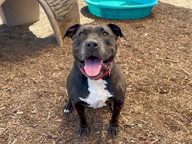 MIMI, Adoptable, Senior Female Pit Bull Terrier & Mixed Breed.