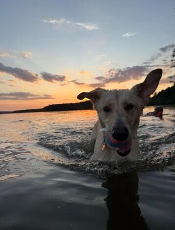 Hamilton, Adoptable, Adult Male Retriever & Labrador Retriever.