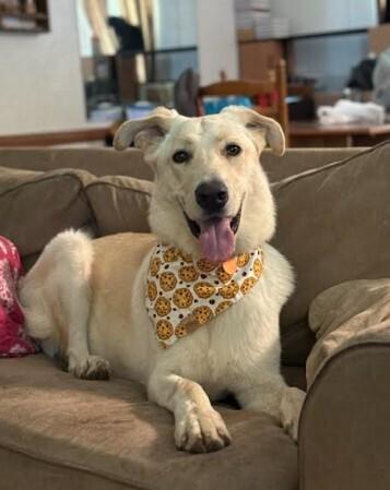 Enlarge Hamilton, a Adoptable mixed breed in Mocksville, NC image 2/3