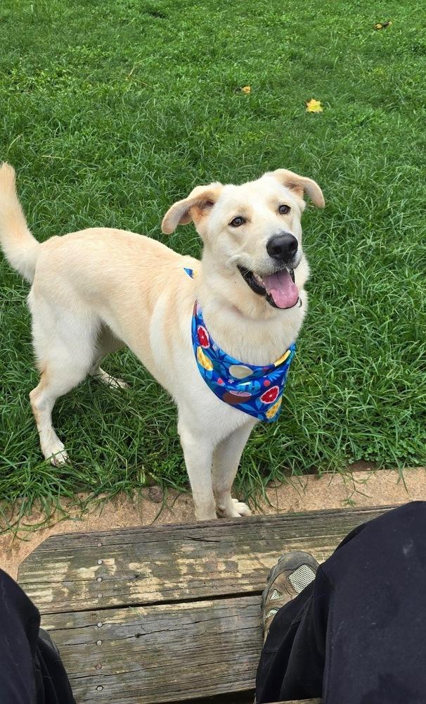Hamilton, Adoptable, Adult Male Retriever & Labrador Retriever.