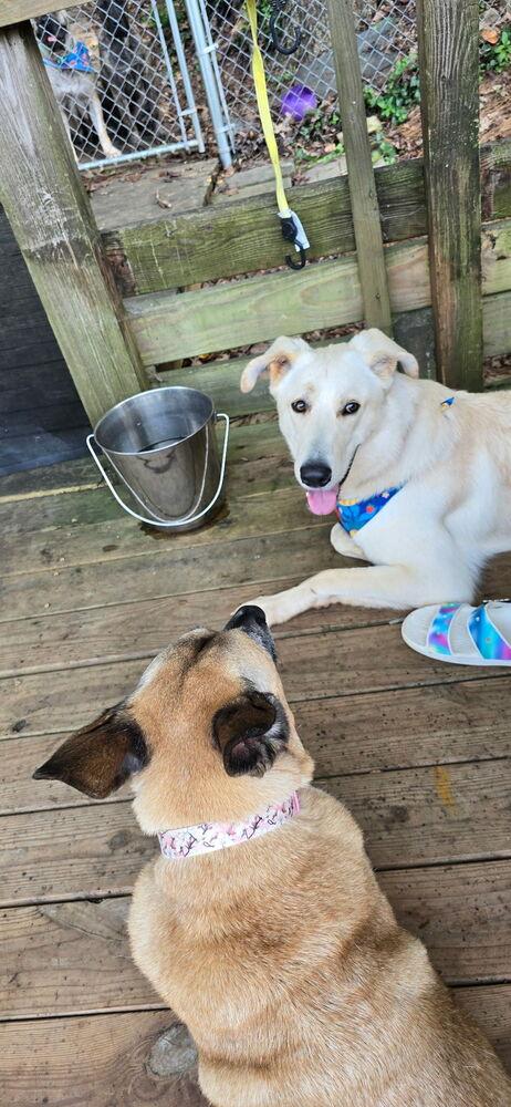 Hamilton, a Adoptable mixed breed in Mocksville, NC image 2/5