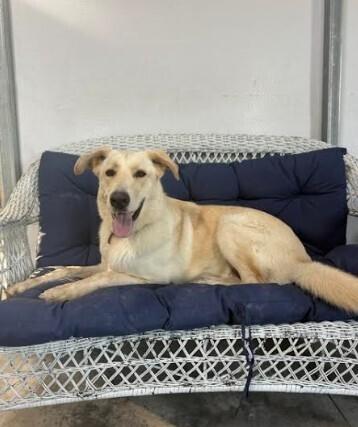 Enlarge Hamilton, a Adoptable mixed breed in Mocksville, NC image 3/3