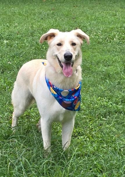 Hamilton, a Adoptable mixed breed in Mocksville, NC image 3/5