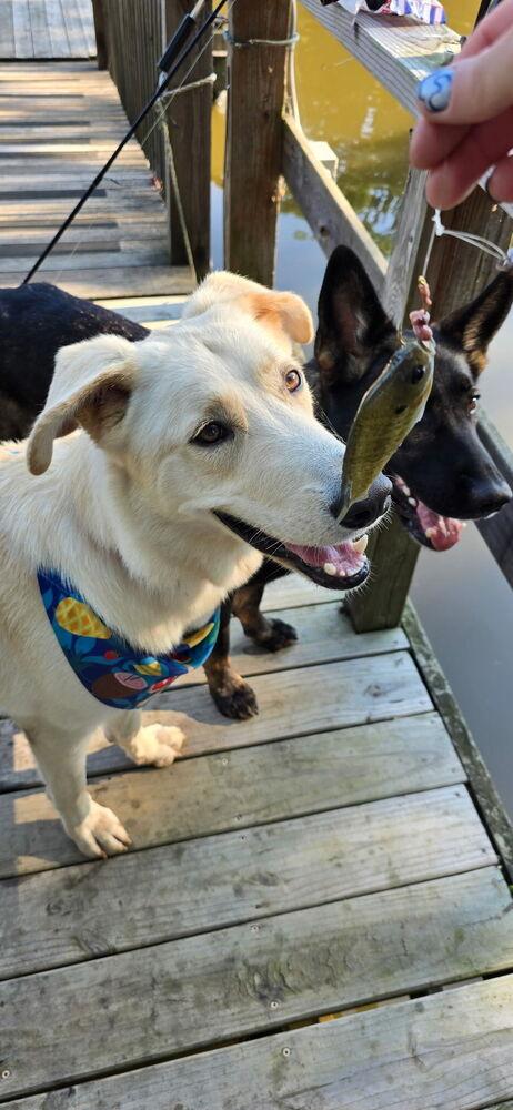 Hamilton, a Adoptable mixed breed in Mocksville, NC image 5/5