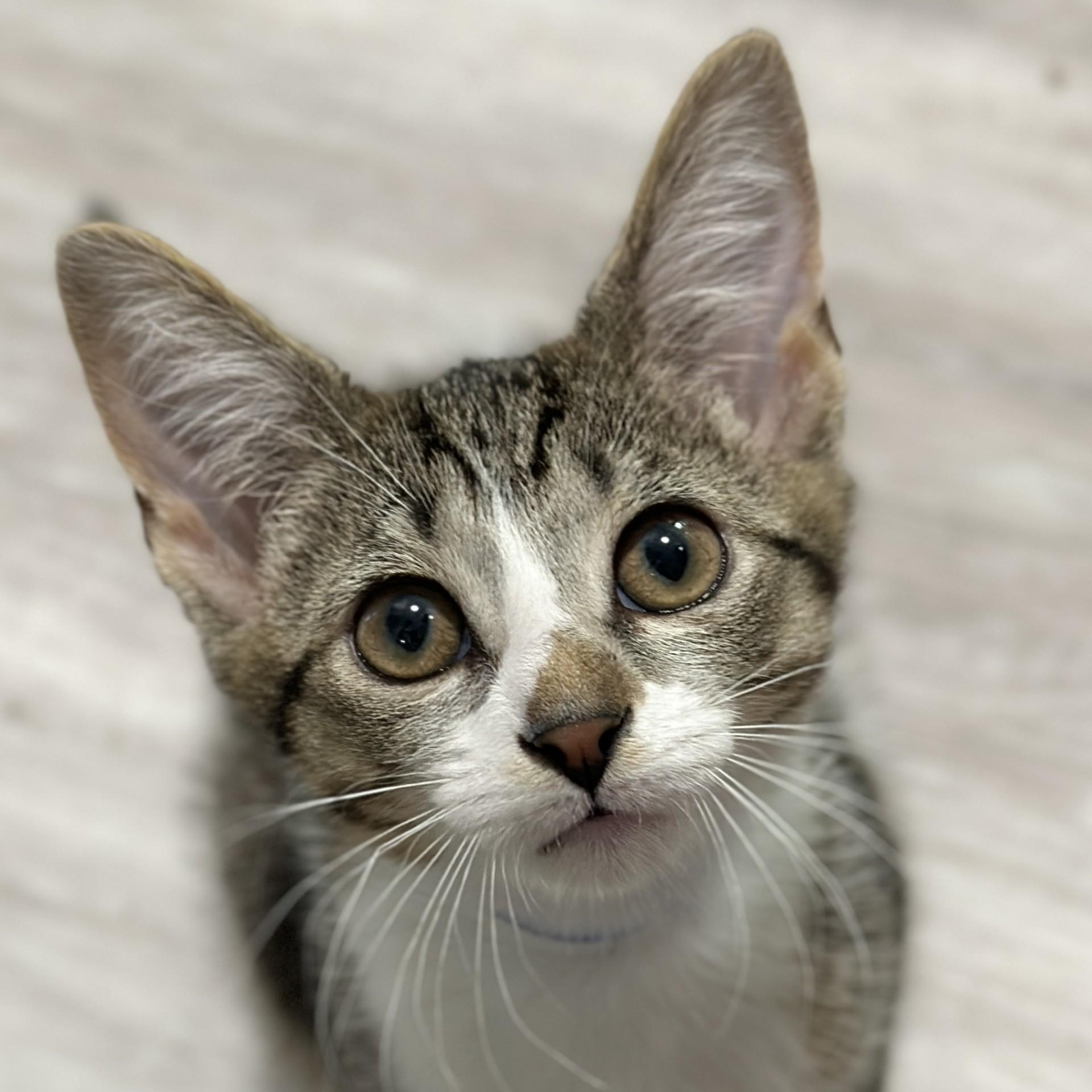 Enlarge Tyler, an adopted Domestic Short Hair in Victor, NY image 1/3