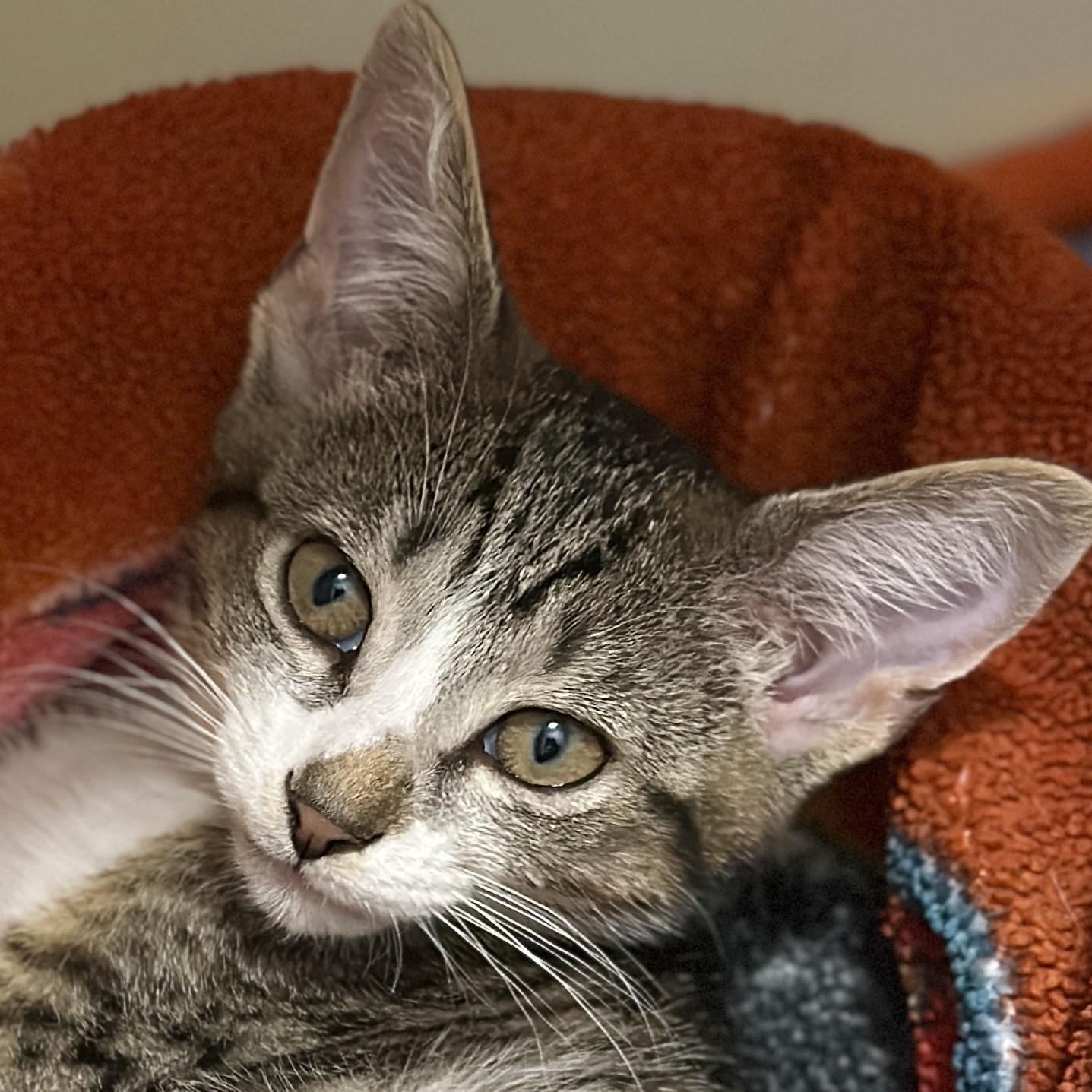 Enlarge Tyler, an adopted Domestic Short Hair in Victor, NY image 2/3