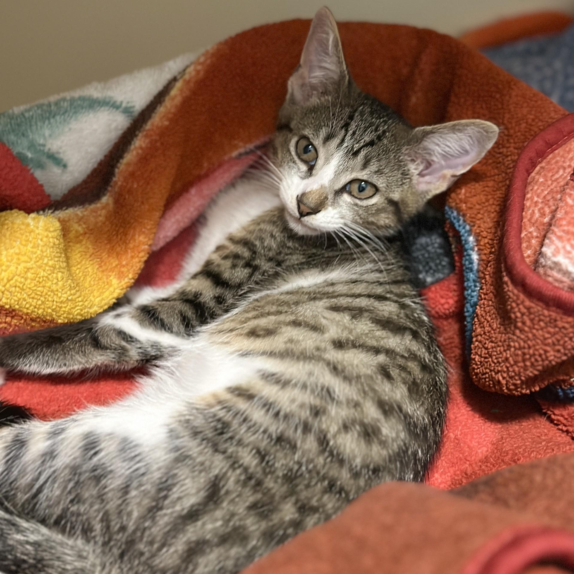 Enlarge Tyler, an adopted Domestic Short Hair in Victor, NY image 3/3