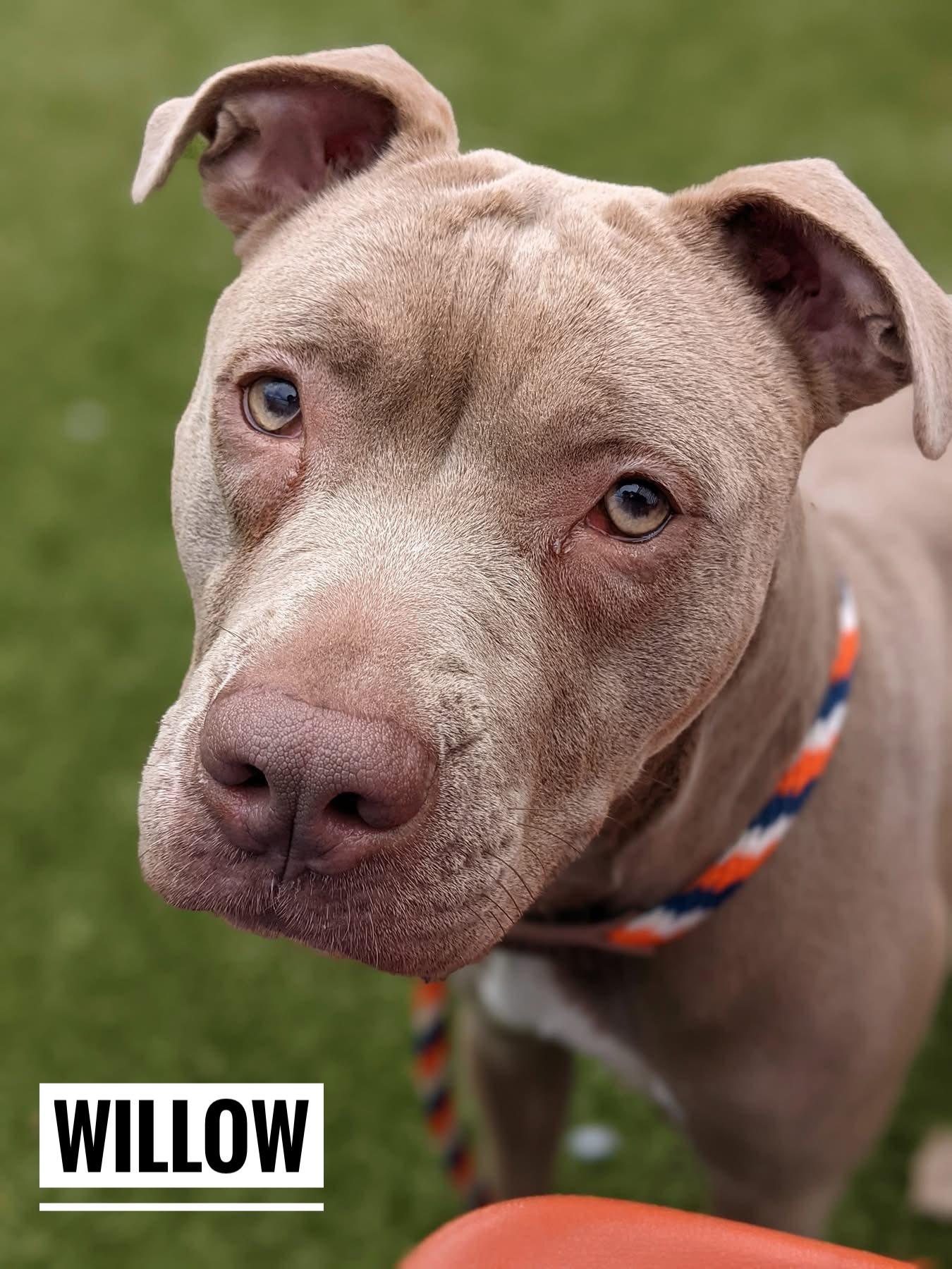 Enlarge Willow, an adopted Mixed Breed in Flint, MI image 1/1