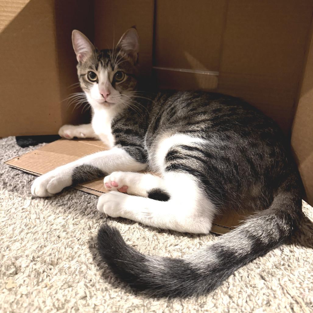 Chandler, Adoptable, Young Male Domestic Short Hair.