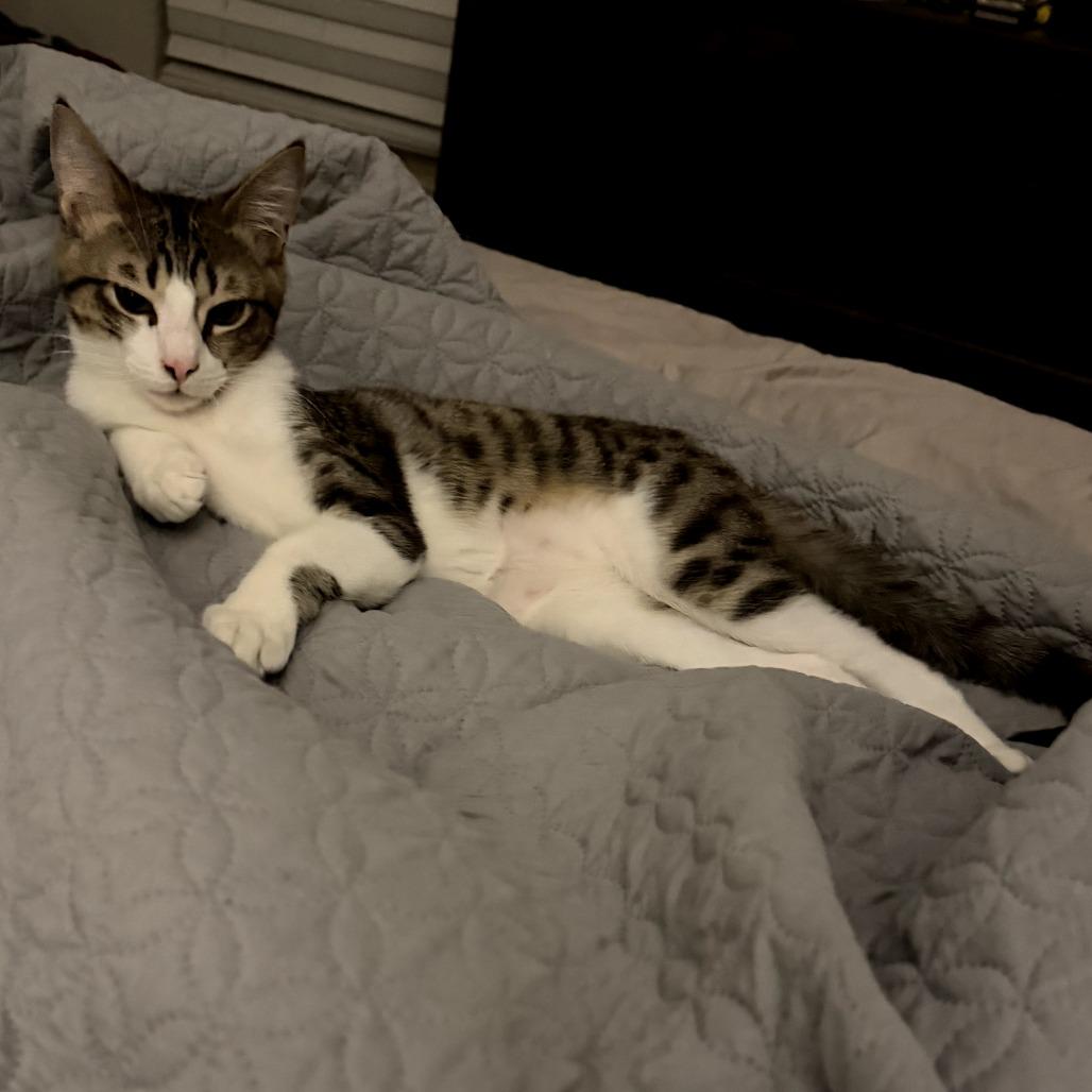 Chandler, a Adoptable Domestic Short Hair in Colorado Springs , CO image 2/4