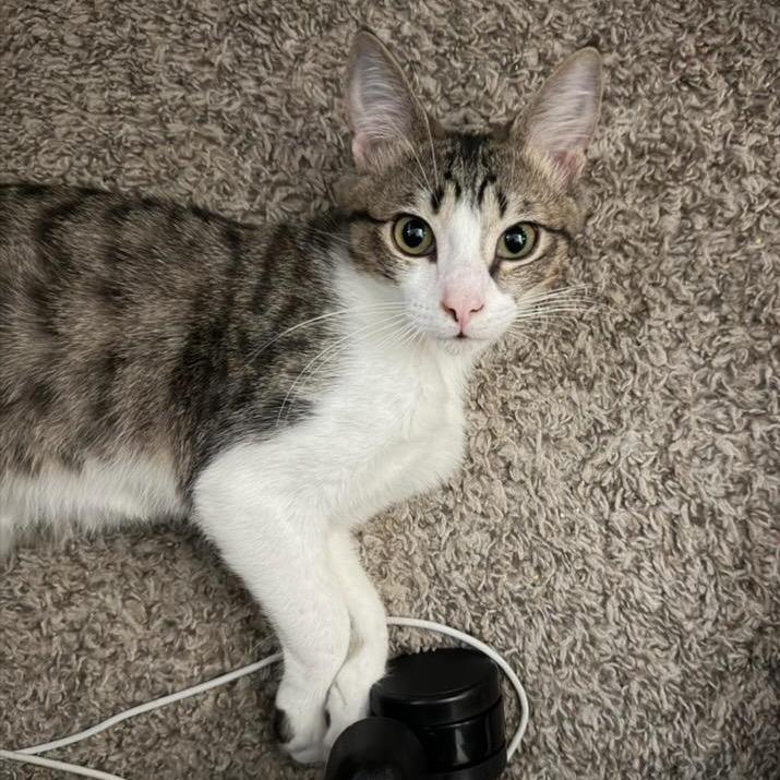 Chandler, a Adoptable Domestic Short Hair in Colorado Springs , CO image 3/4