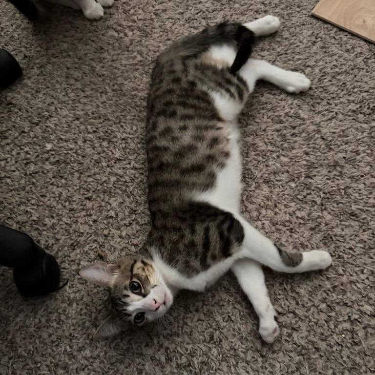 Chandler, a Adoptable Domestic Short Hair in Colorado Springs , CO image 4/4