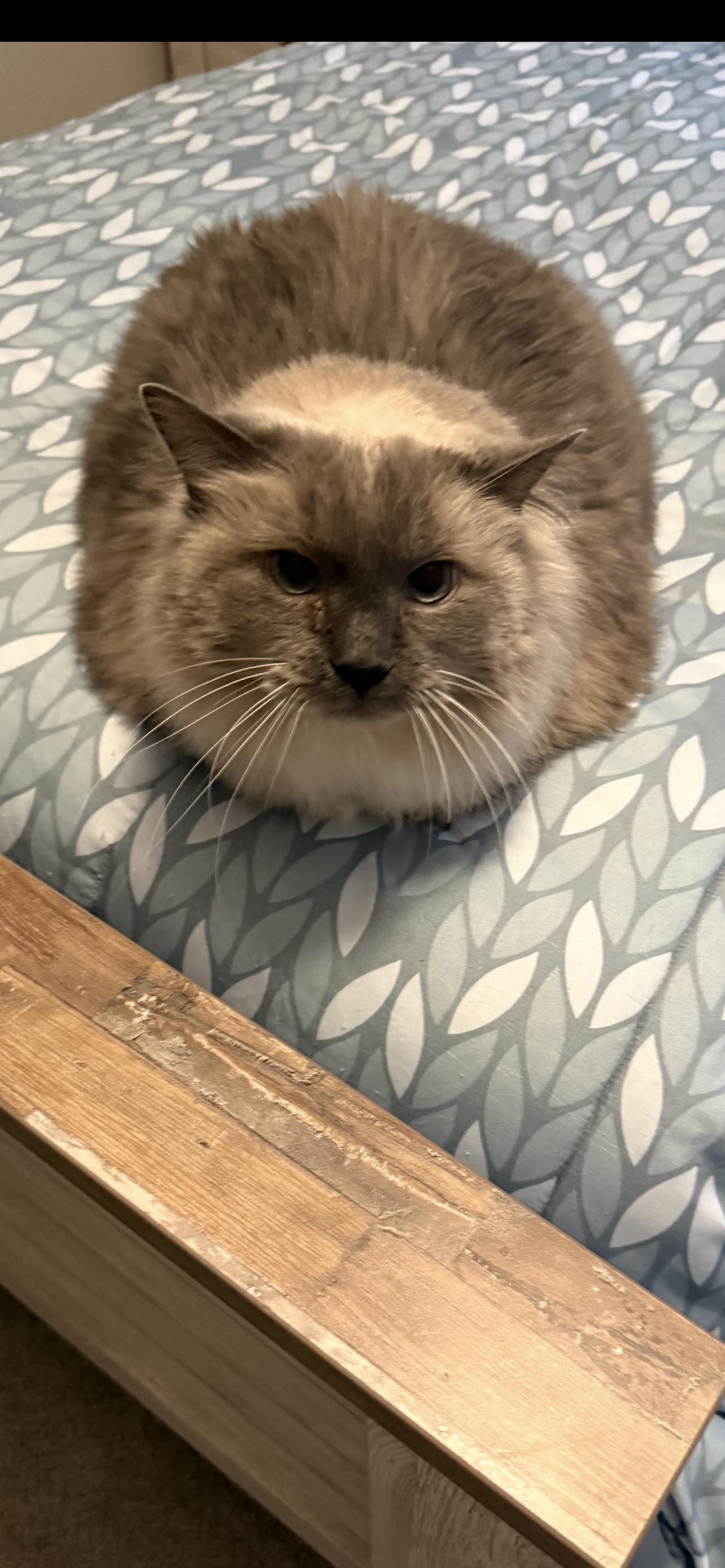 Mo, a Adoptable Ragdoll in Lincoln, NE image 1/2