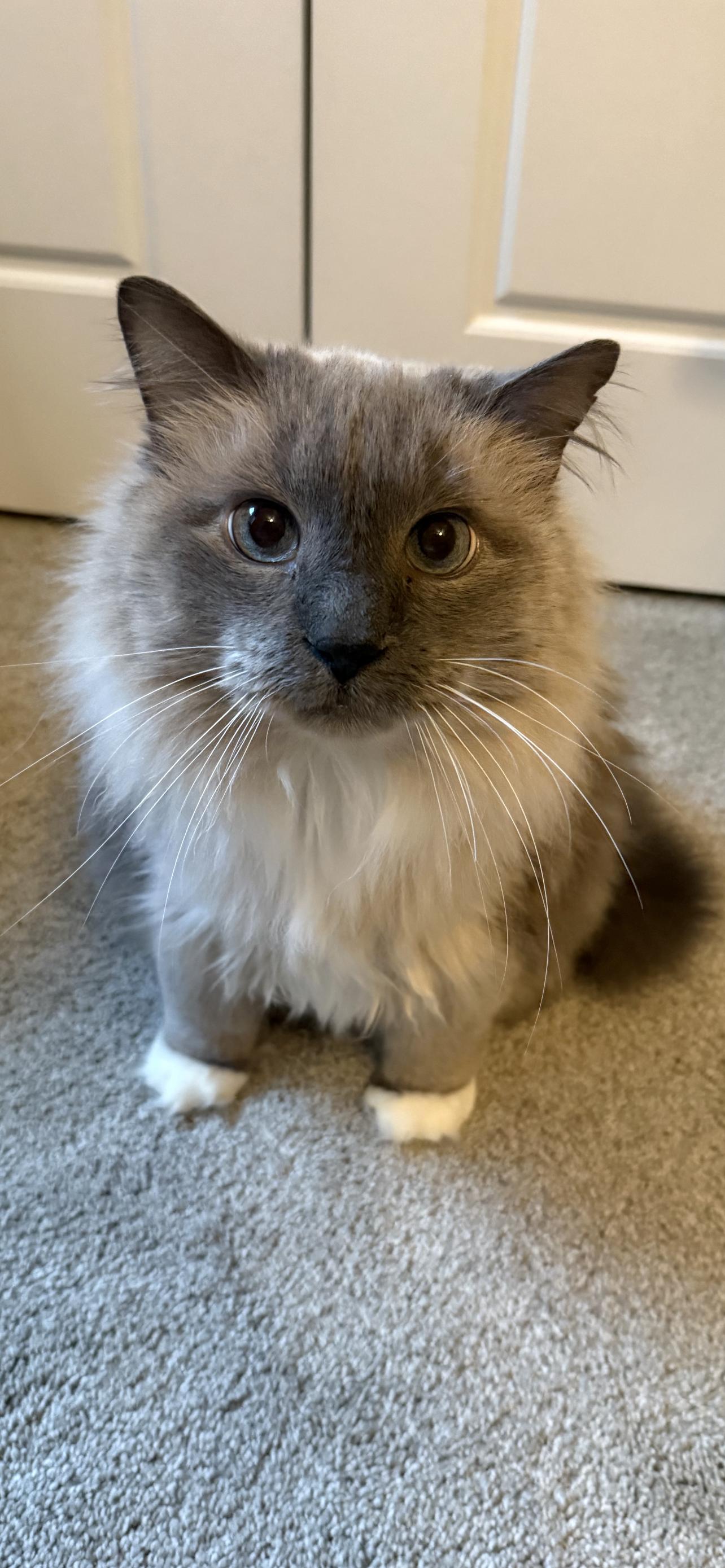 Mo, a Adoptable Ragdoll in Lincoln, NE image 2/2