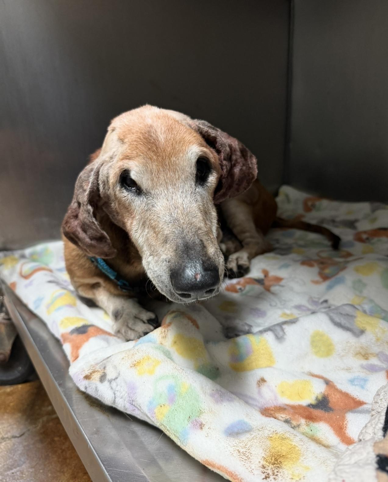 Franklin (a.k.a Frankie): Your Golden Years Gentleman