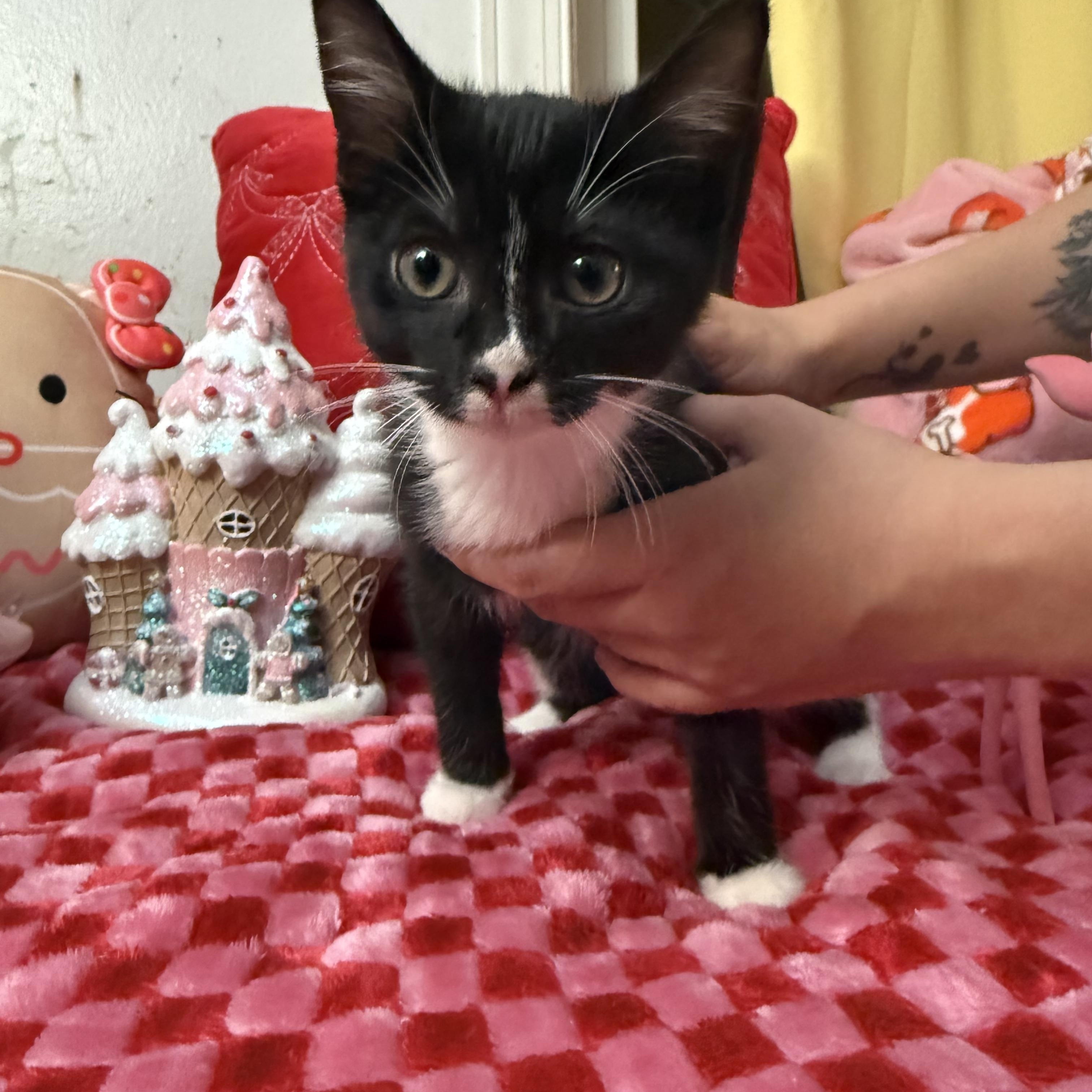 Legrassi, Adoptable, Young Female Domestic Short Hair.