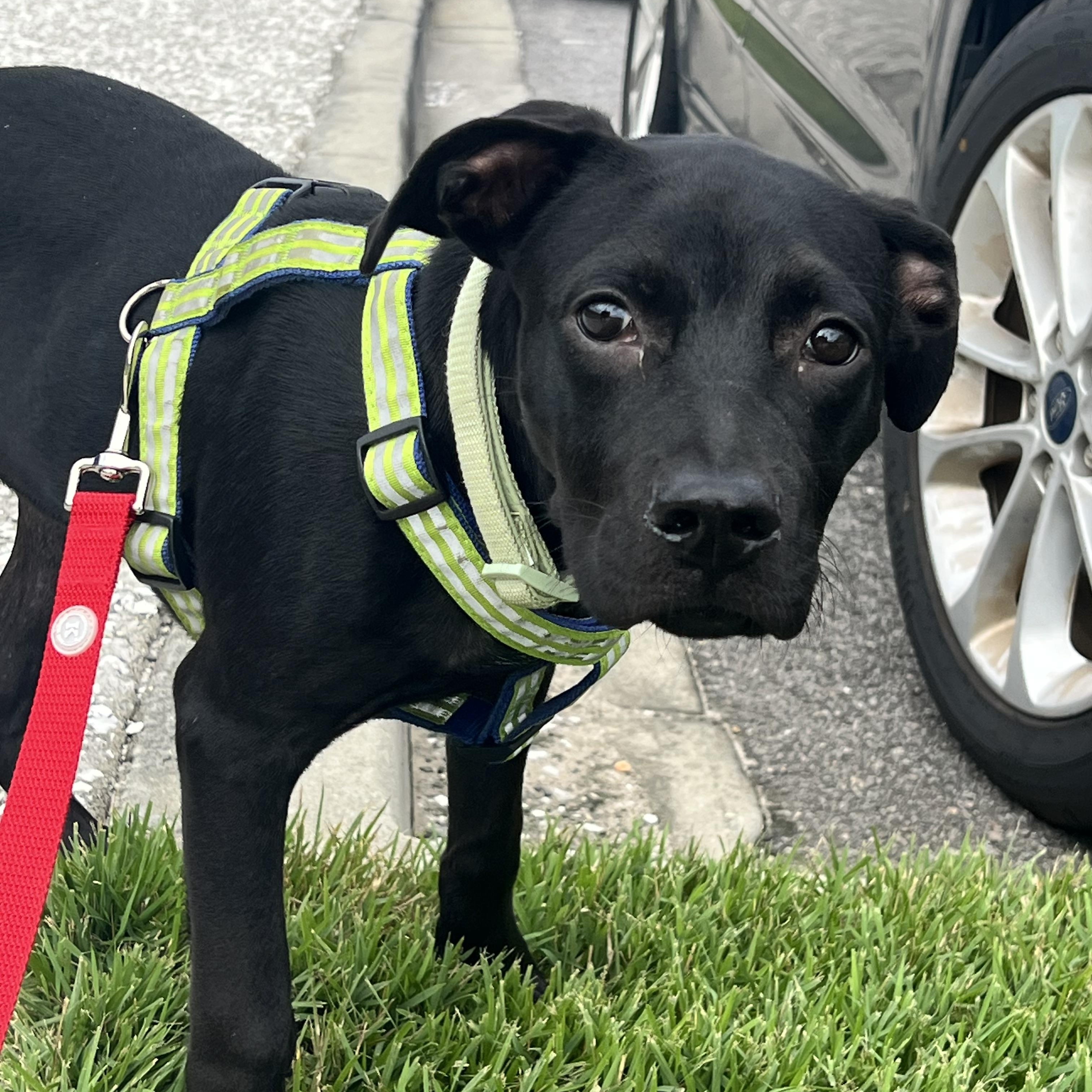 Enlarge Boo, a Adoptable mixed breed in Hilton Head Island, SC image 2/6