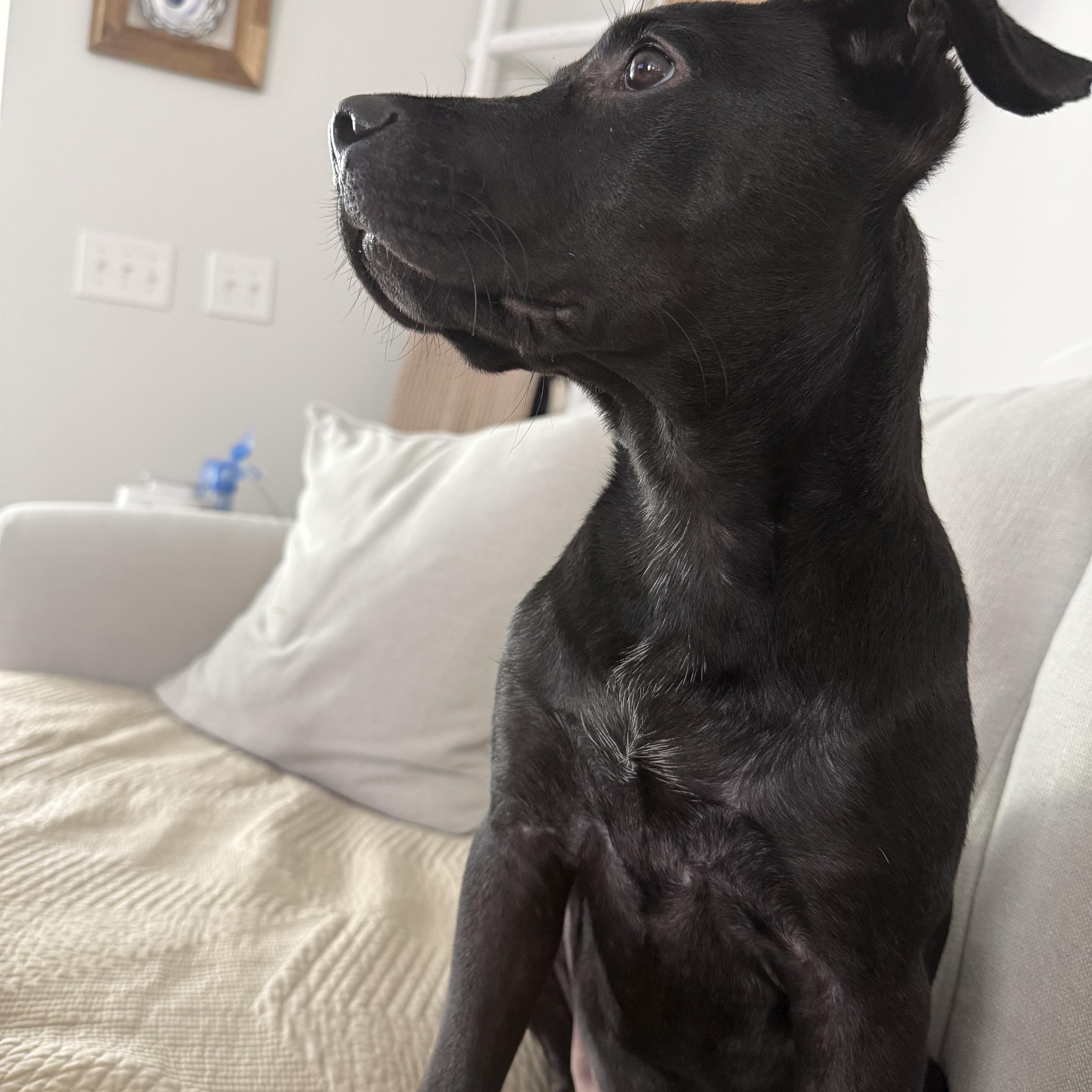 Enlarge Boo, a Adoptable mixed breed in Hilton Head Island, SC image 5/6