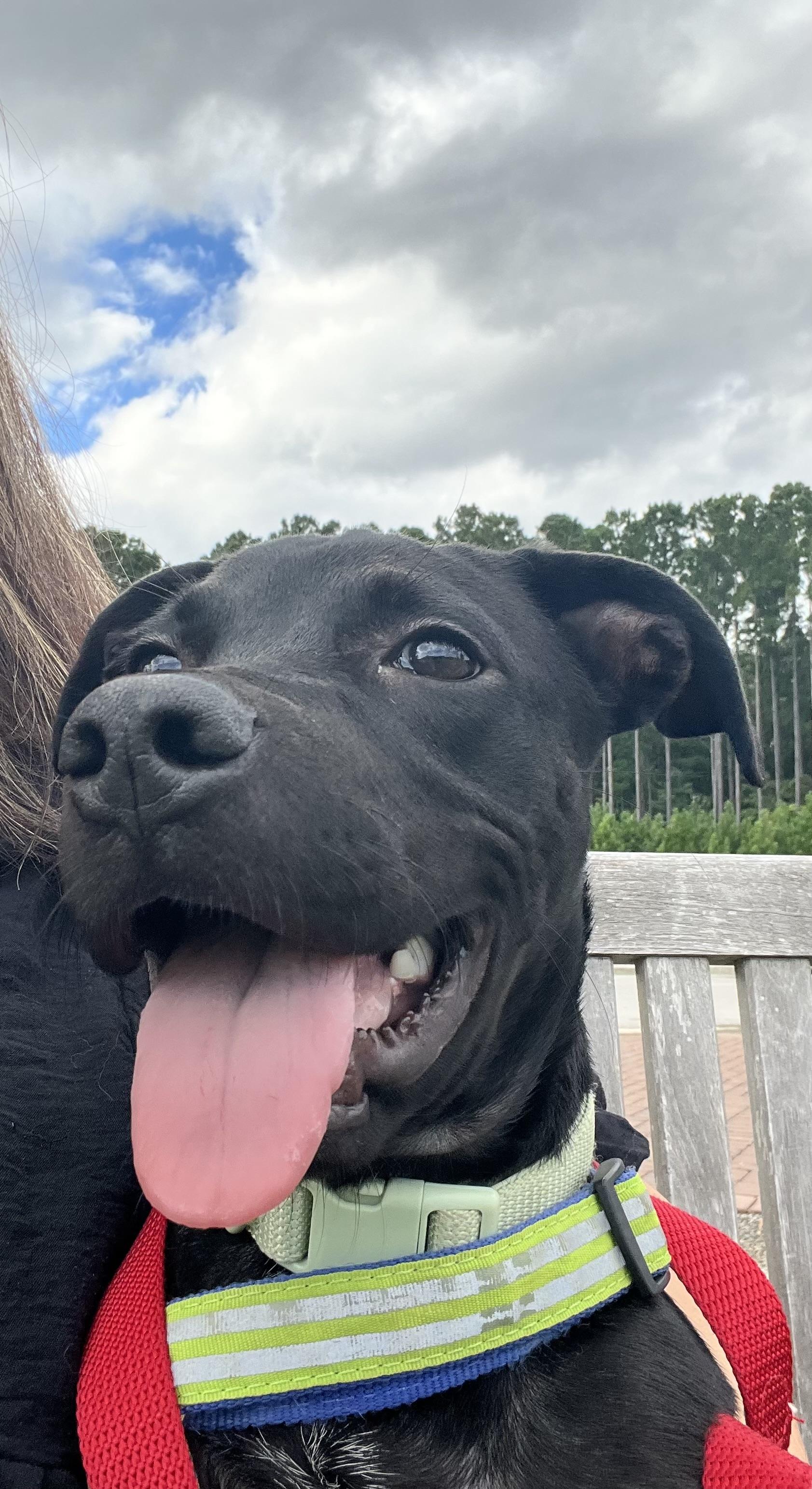 Enlarge Boo, a Adoptable mixed breed in Hilton Head Island, SC image 1/6