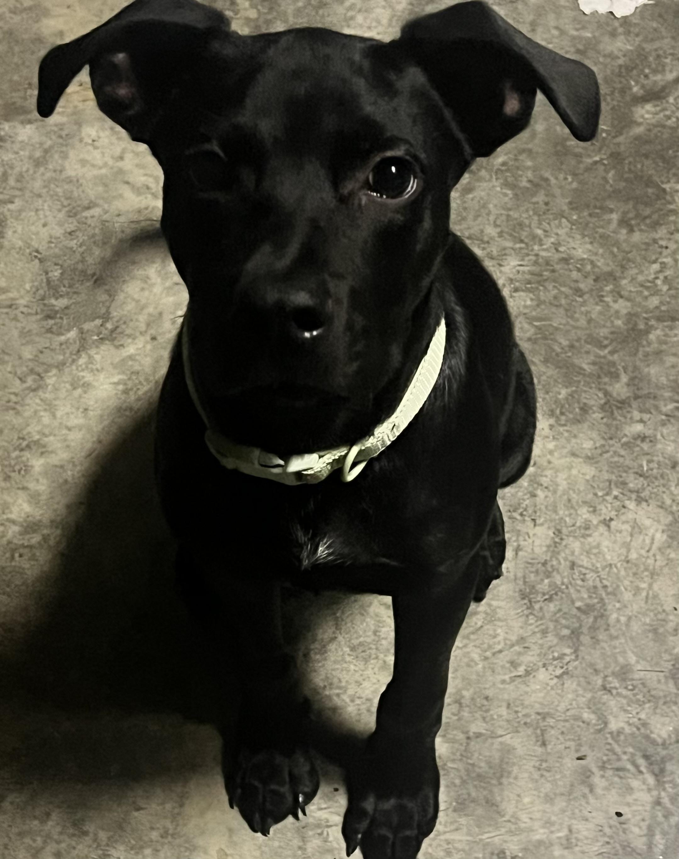 Enlarge Boo, a Adoptable mixed breed in Hilton Head Island, SC image 3/6