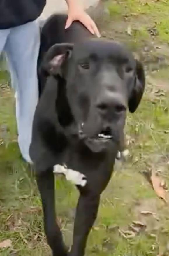 Nisha, Adoptable, Adult Female Great Dane.