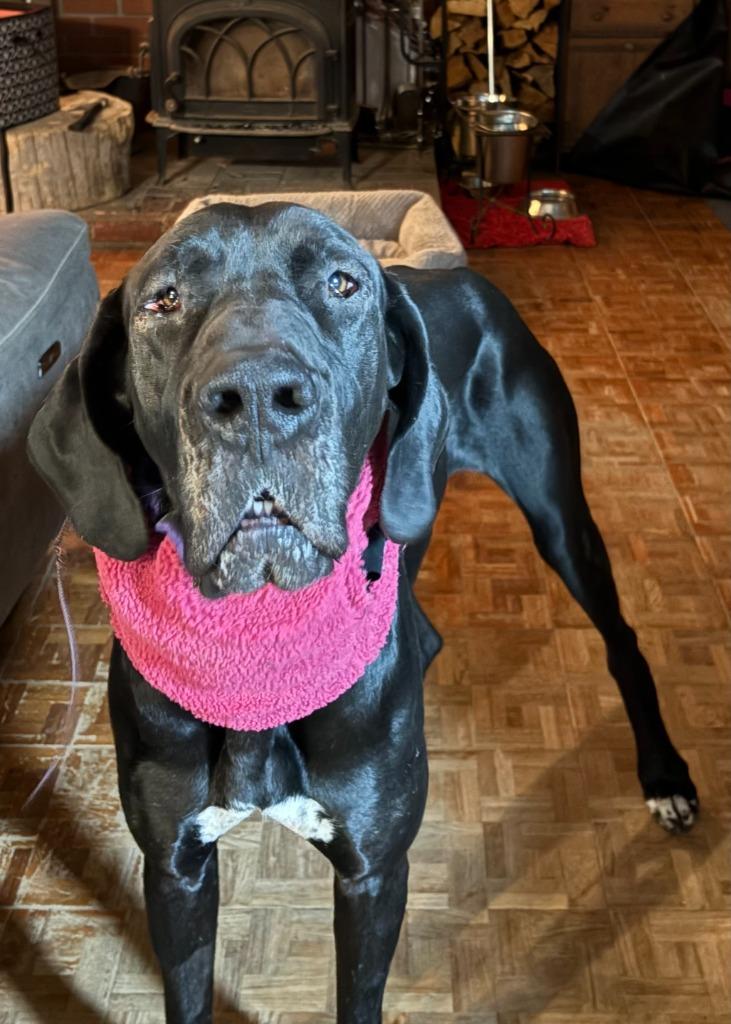 Nisha, Adoptable, Young Female Great Dane.