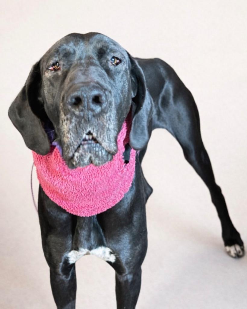 Enlarge Nisha, a Adoptable Great Dane in Reno, NV image 2/6