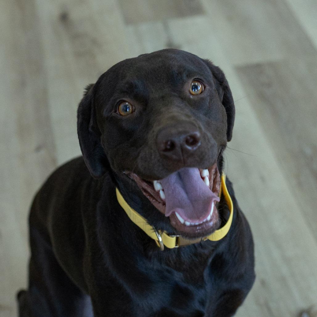 Mystic, Adoptable, Young Female Mastiff & Chocolate Labrador Retriever.