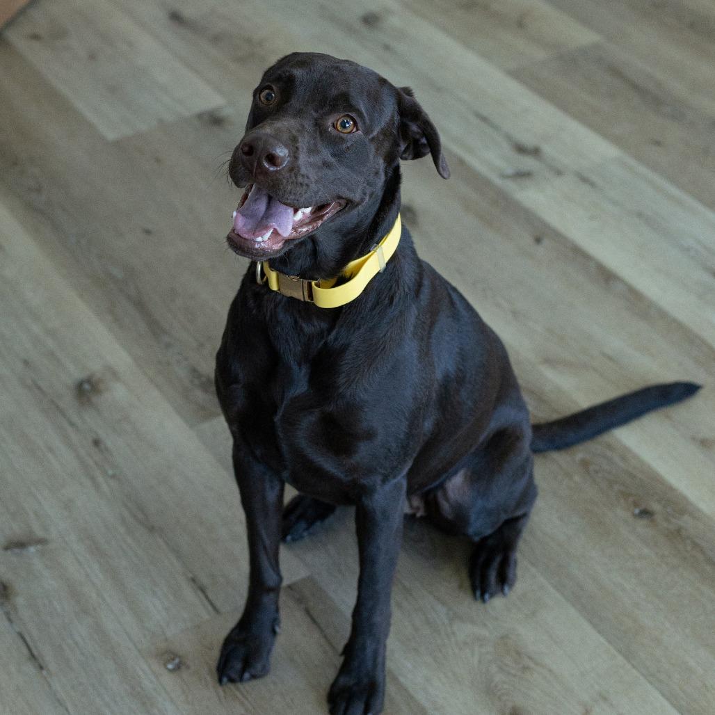 Enlarge Mystic, a Adoptable mixed breed in Idaho Falls, ID image 2/2
