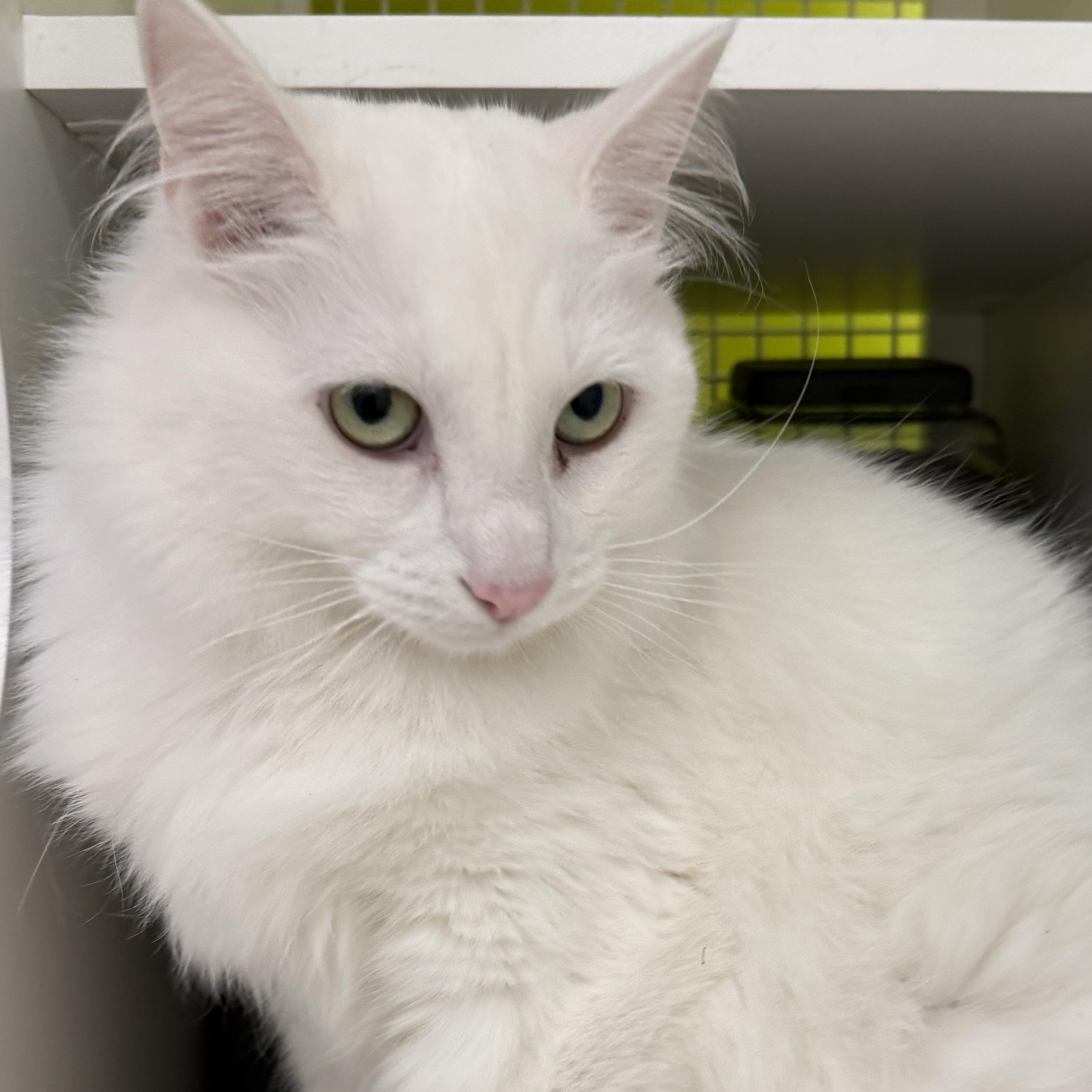 Coconut, a ADOPTABLE mixed breed in Brentwood, CA image 3/3