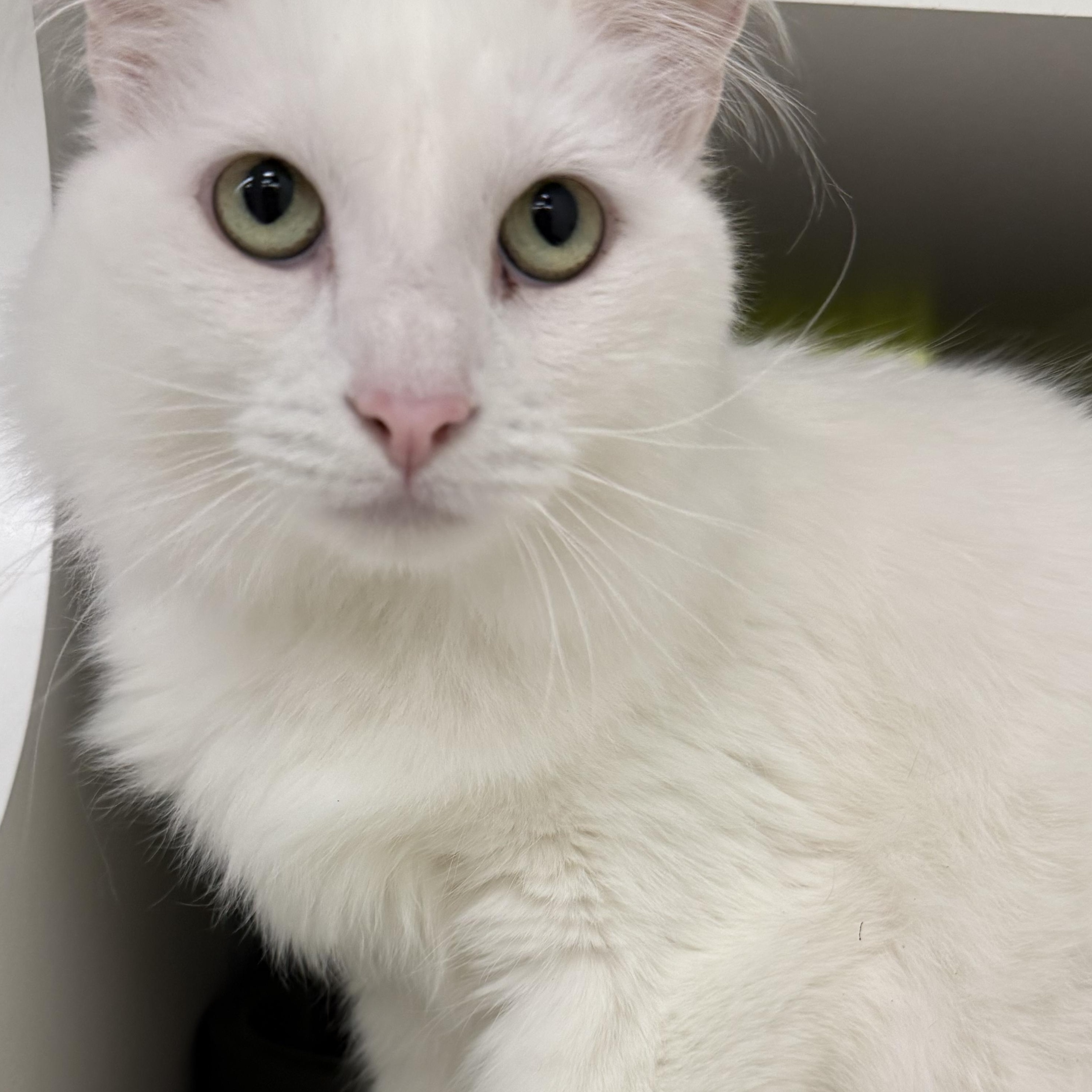 Coconut, ADOPTABLE, Adult Female Domestic Long Hair & Turkish Angora.