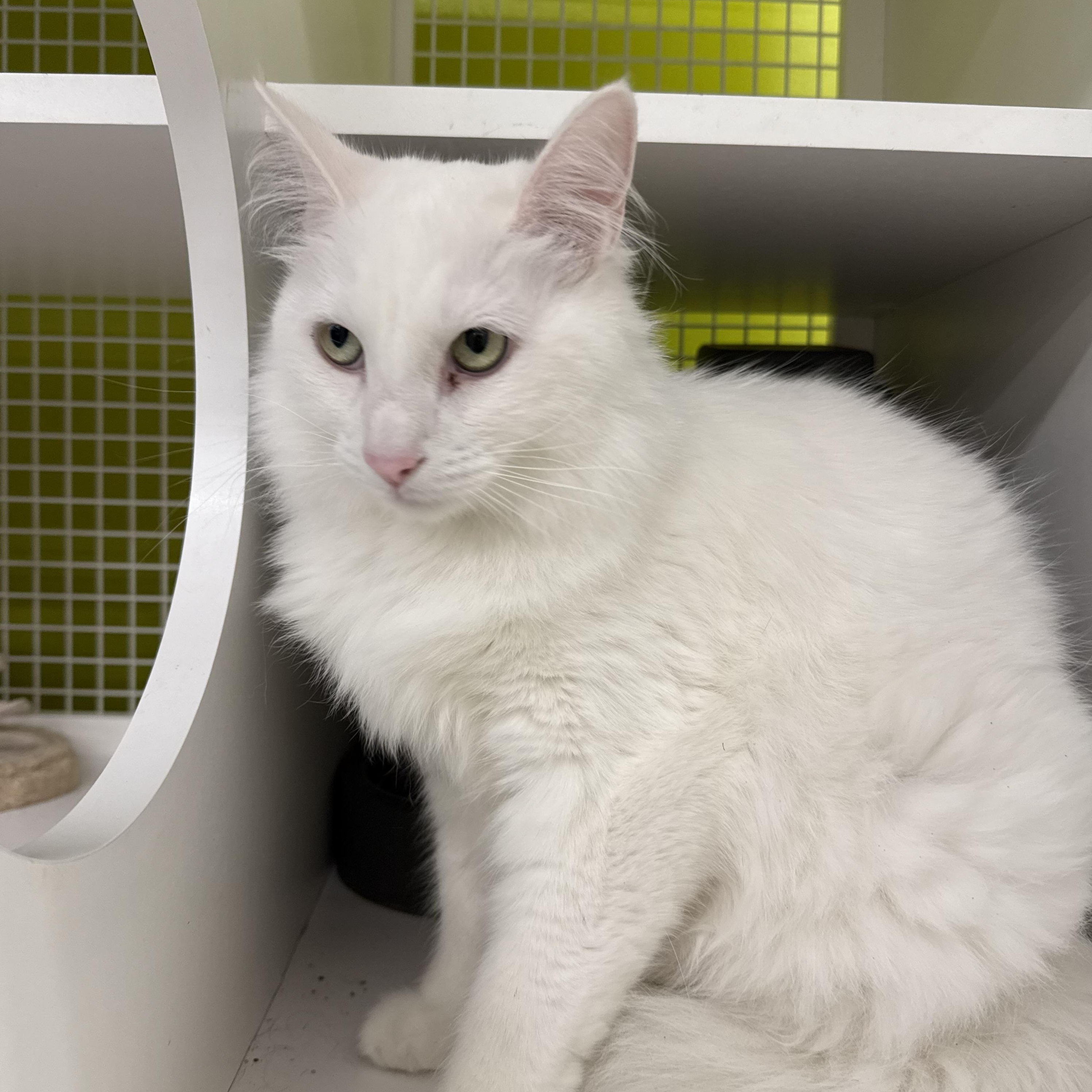 Coconut, a ADOPTABLE mixed breed in Brentwood, CA image 2/3
