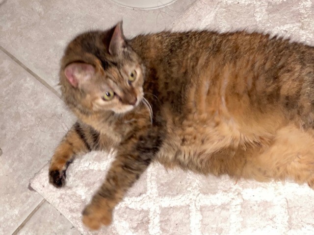 Nina (SC) photo 3