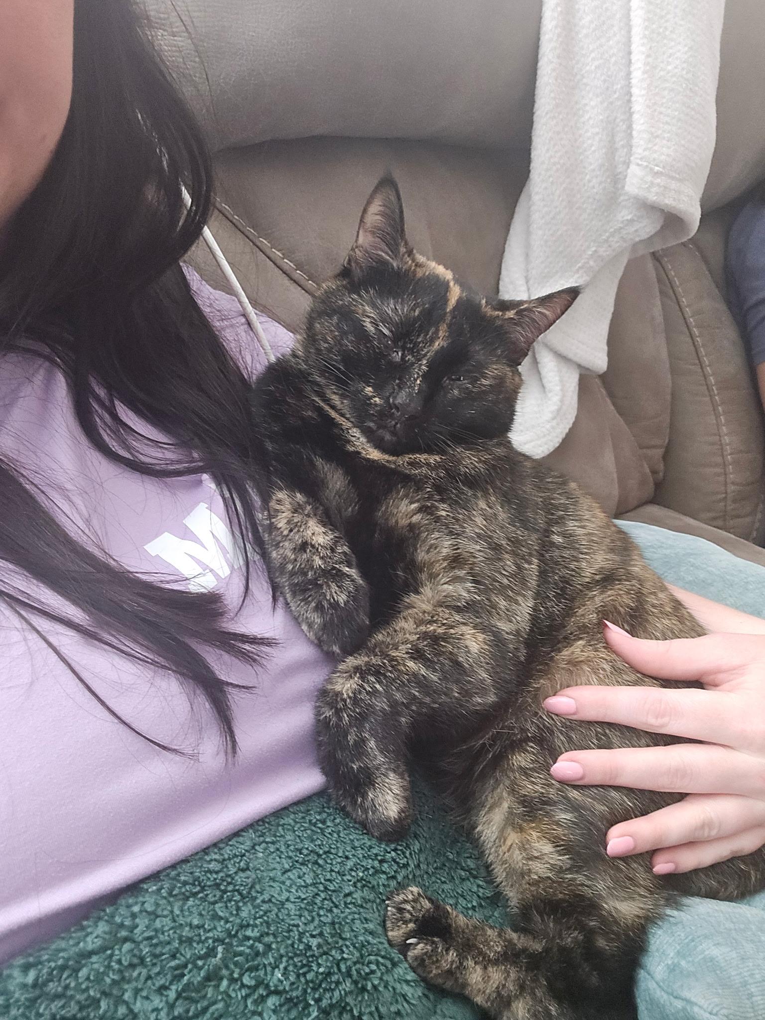 Enlarge Princess Peach, a ADOPTABLE Tortoiseshell in Charlotte, NC image 2/4