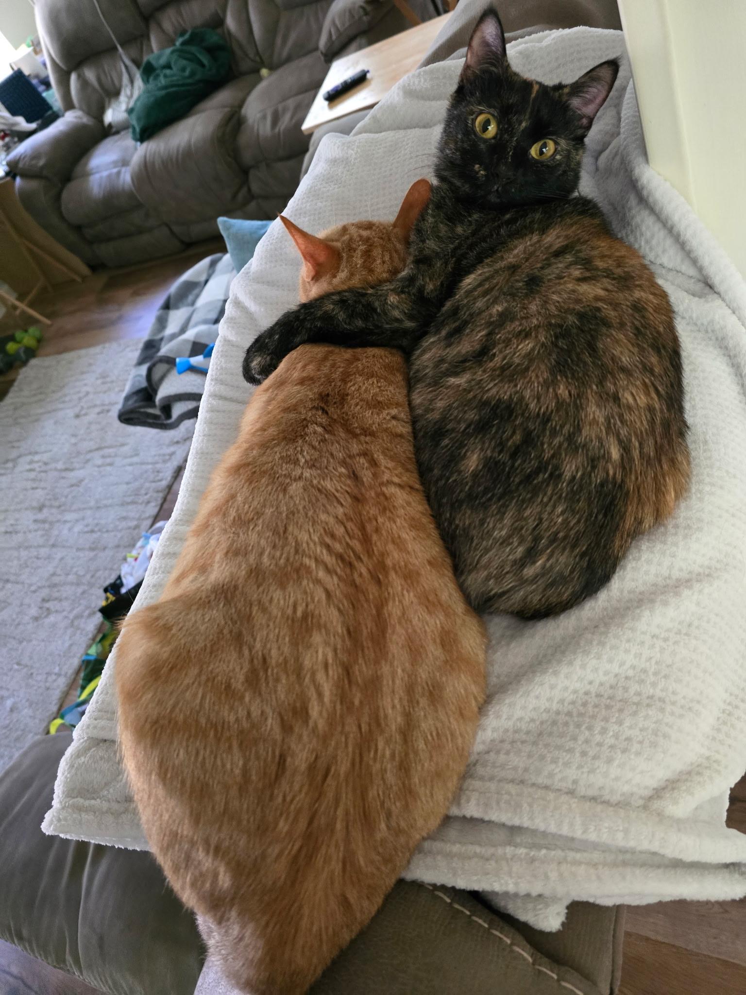 Enlarge Princess Peach, a ADOPTABLE Tortoiseshell in Charlotte, NC image 4/4