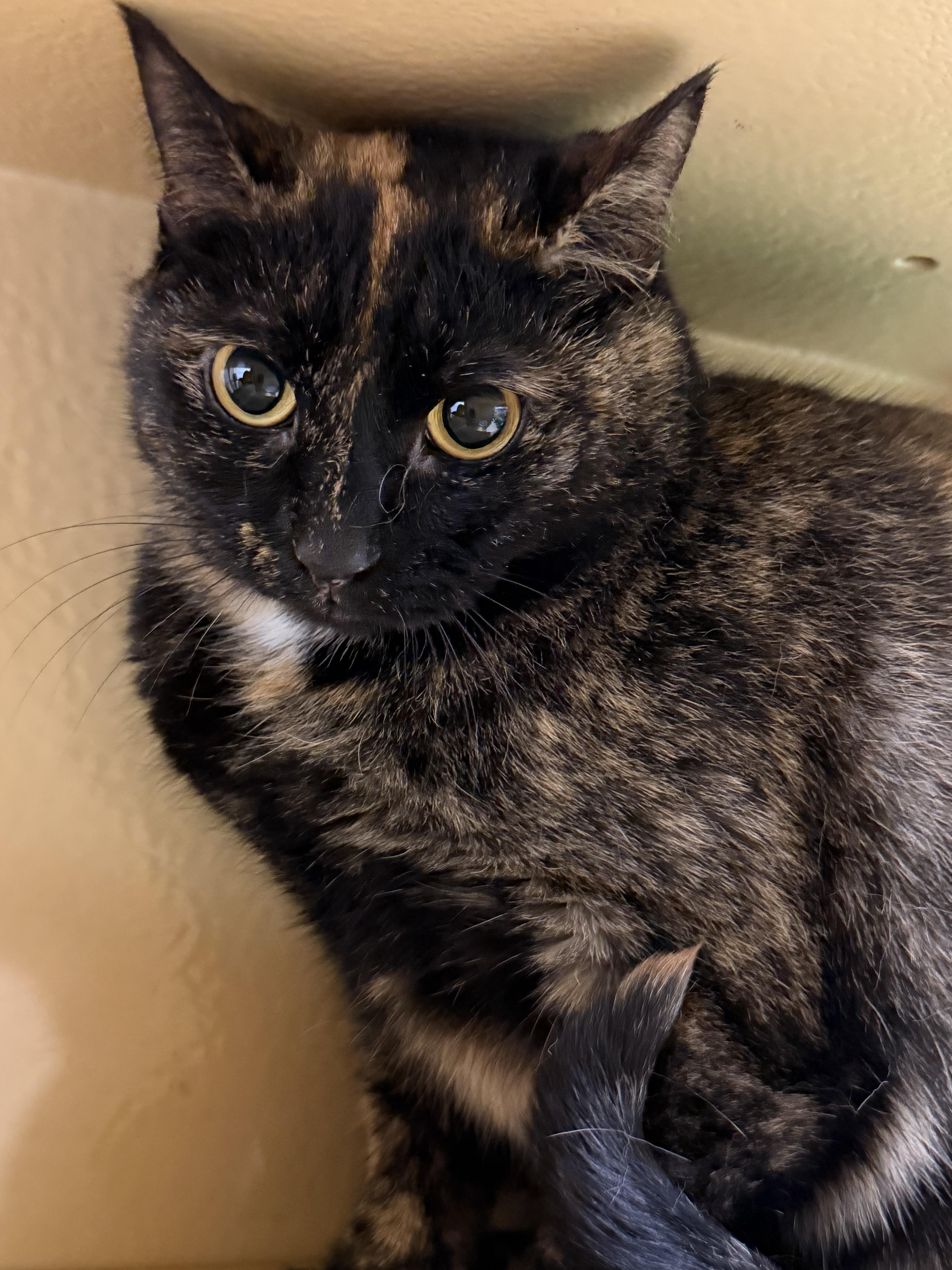 Princess Peach, ADOPTABLE, Adult Female Tortoiseshell.