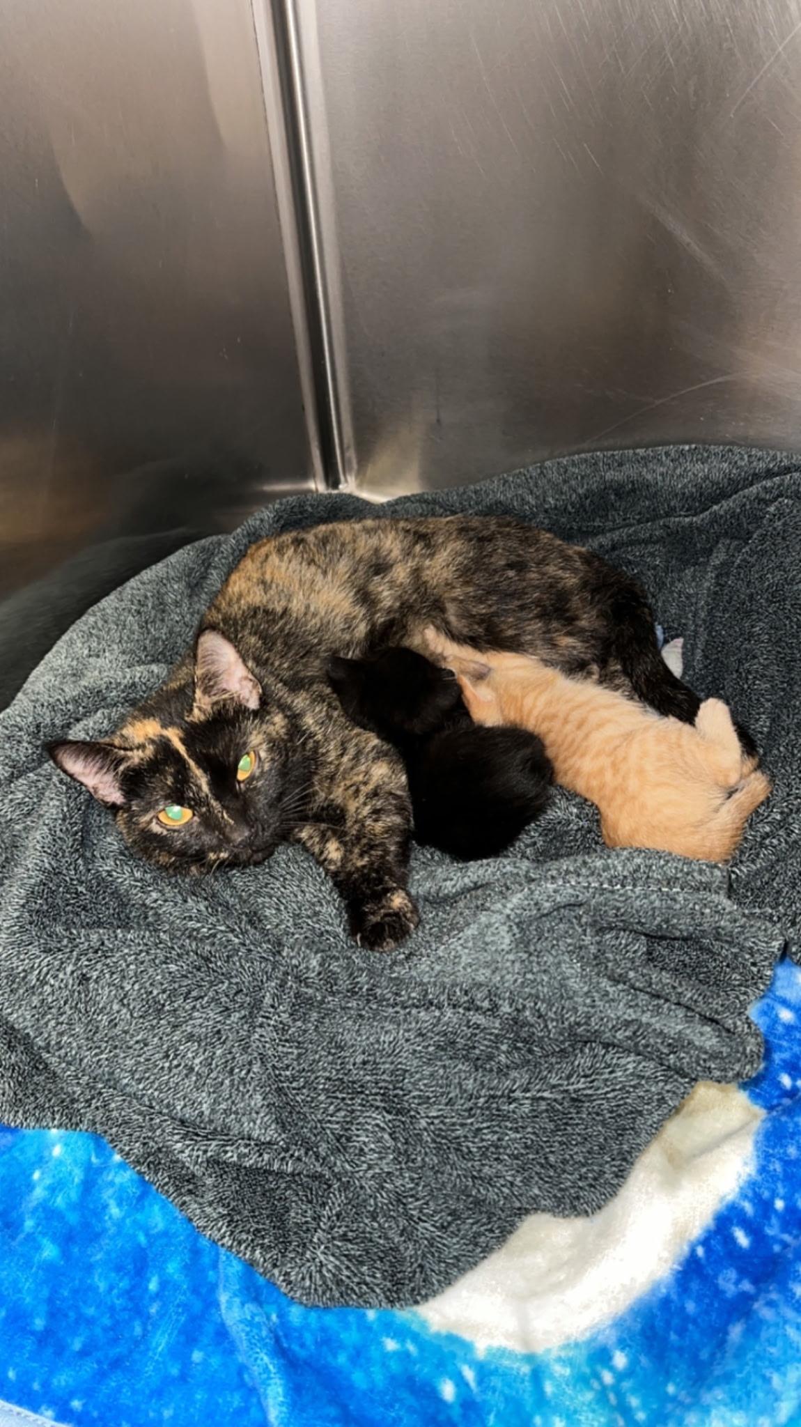 Enlarge Princess Peach, a ADOPTABLE Tortoiseshell in Charlotte, NC image 3/4