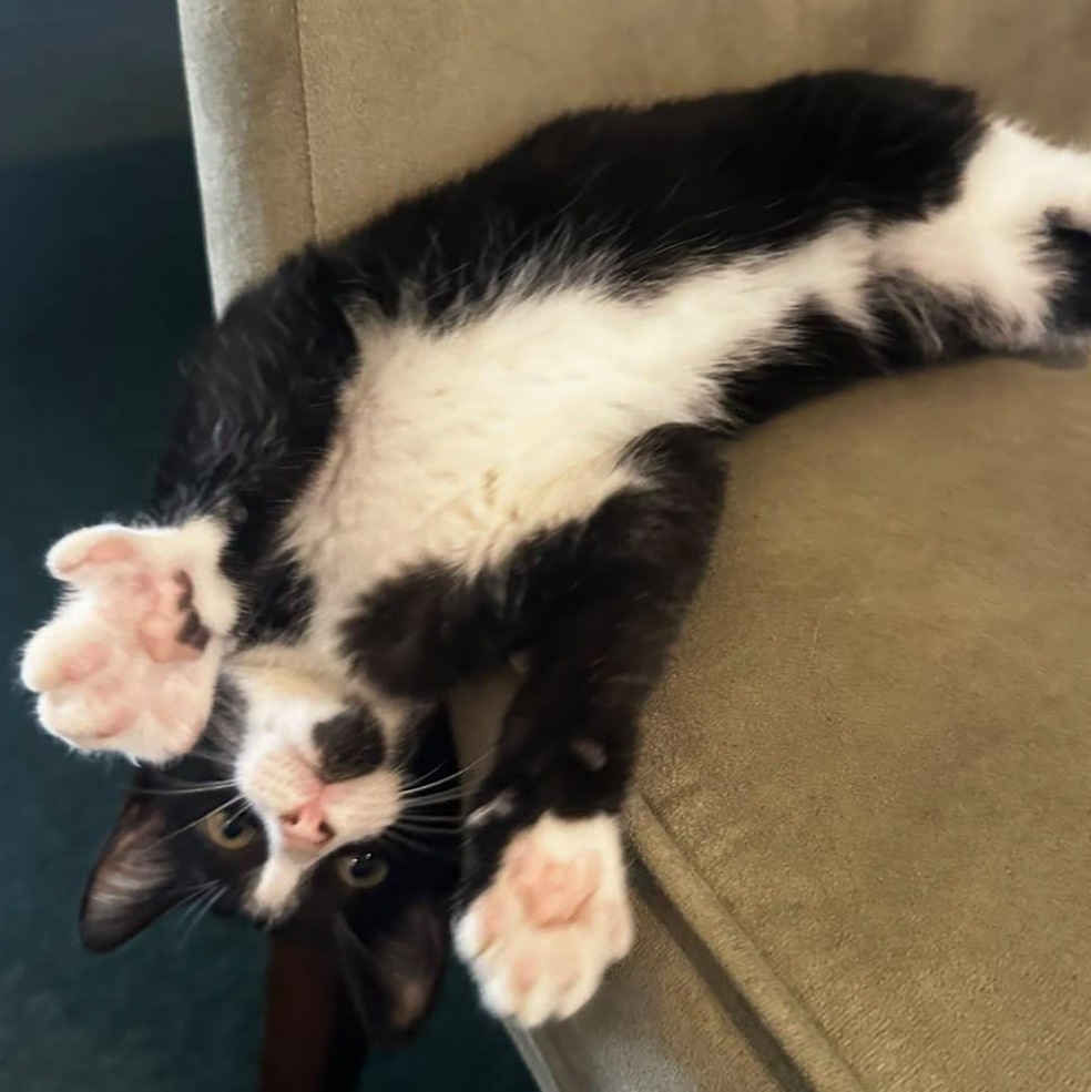 Enlarge Sylvester, a Adoptable Tuxedo in Frostproof, FL image 2/2