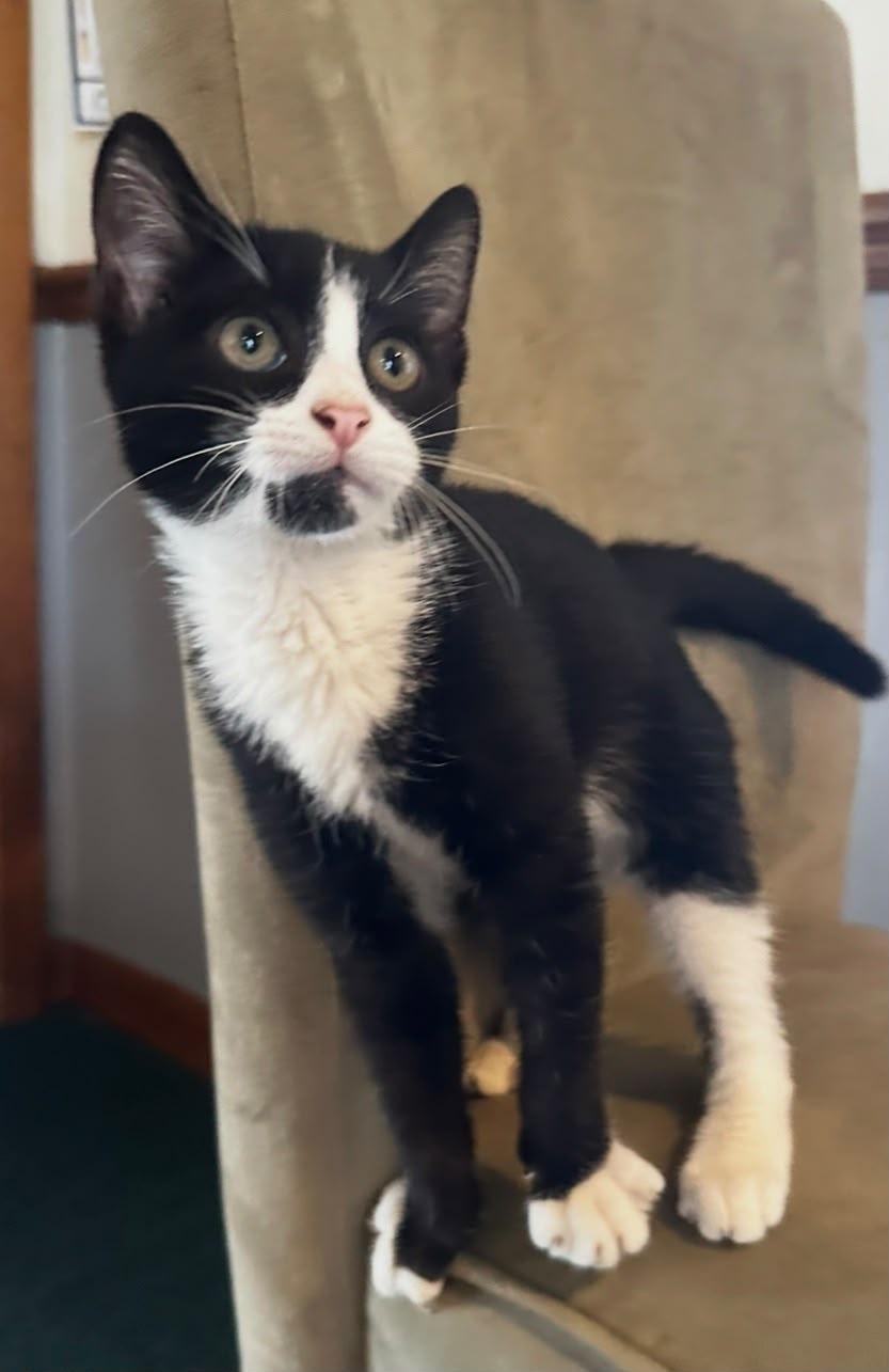 Sylvester, Adoptable, Young Male Tuxedo.